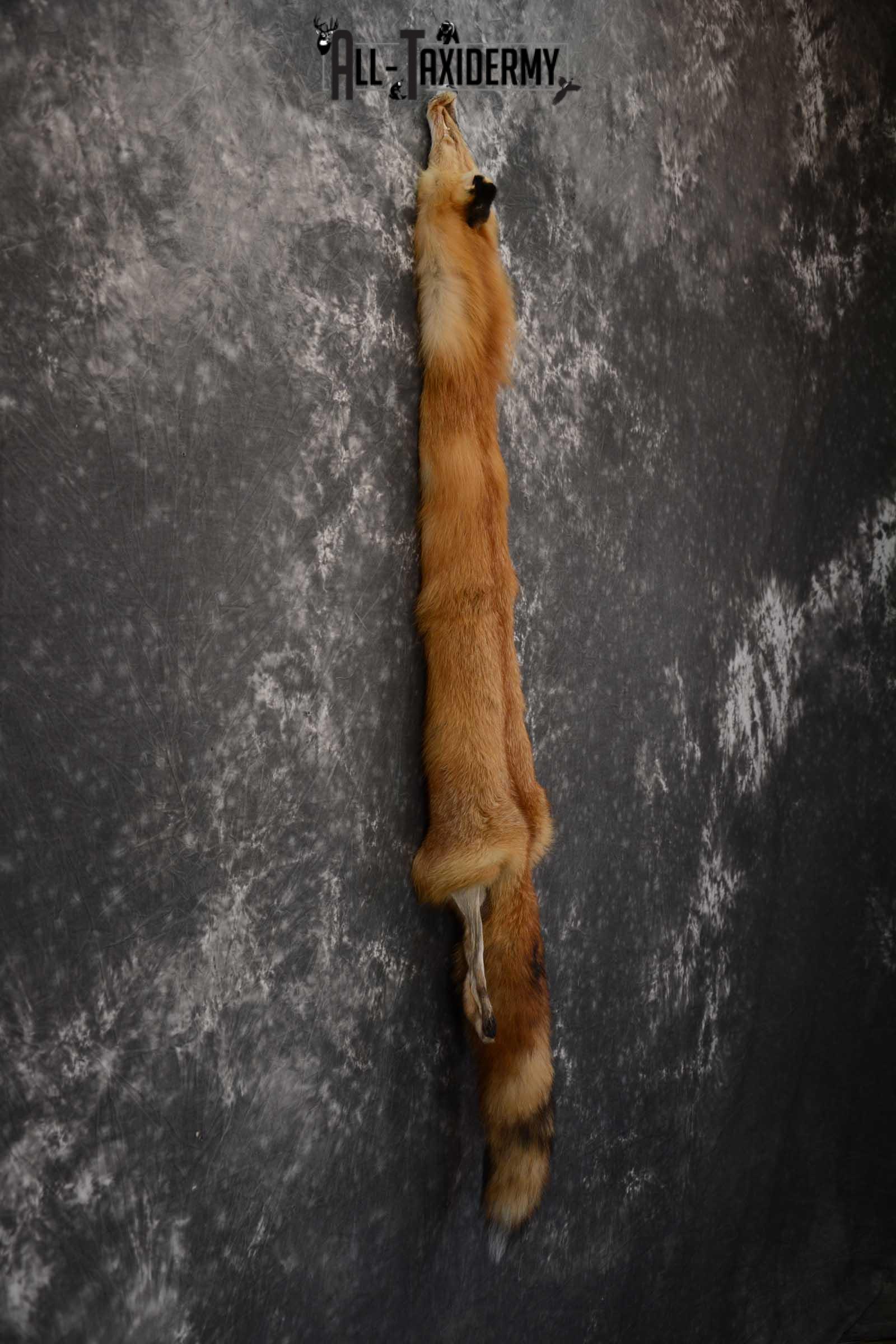 Red Fox Hide Pelt Taxidermy for Sale SKU 1615 - Image 5