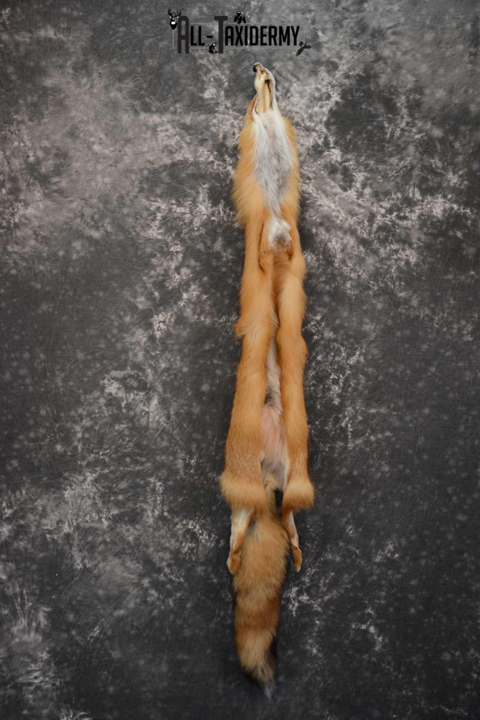Red Fox Hide Pelt Taxidermy for Sale SKU 1615 - Image 6
