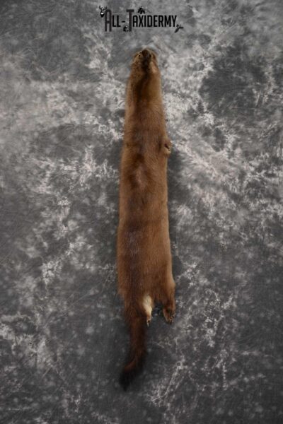 Mink Hide Pelt Taxidermy for sale SKU 1614