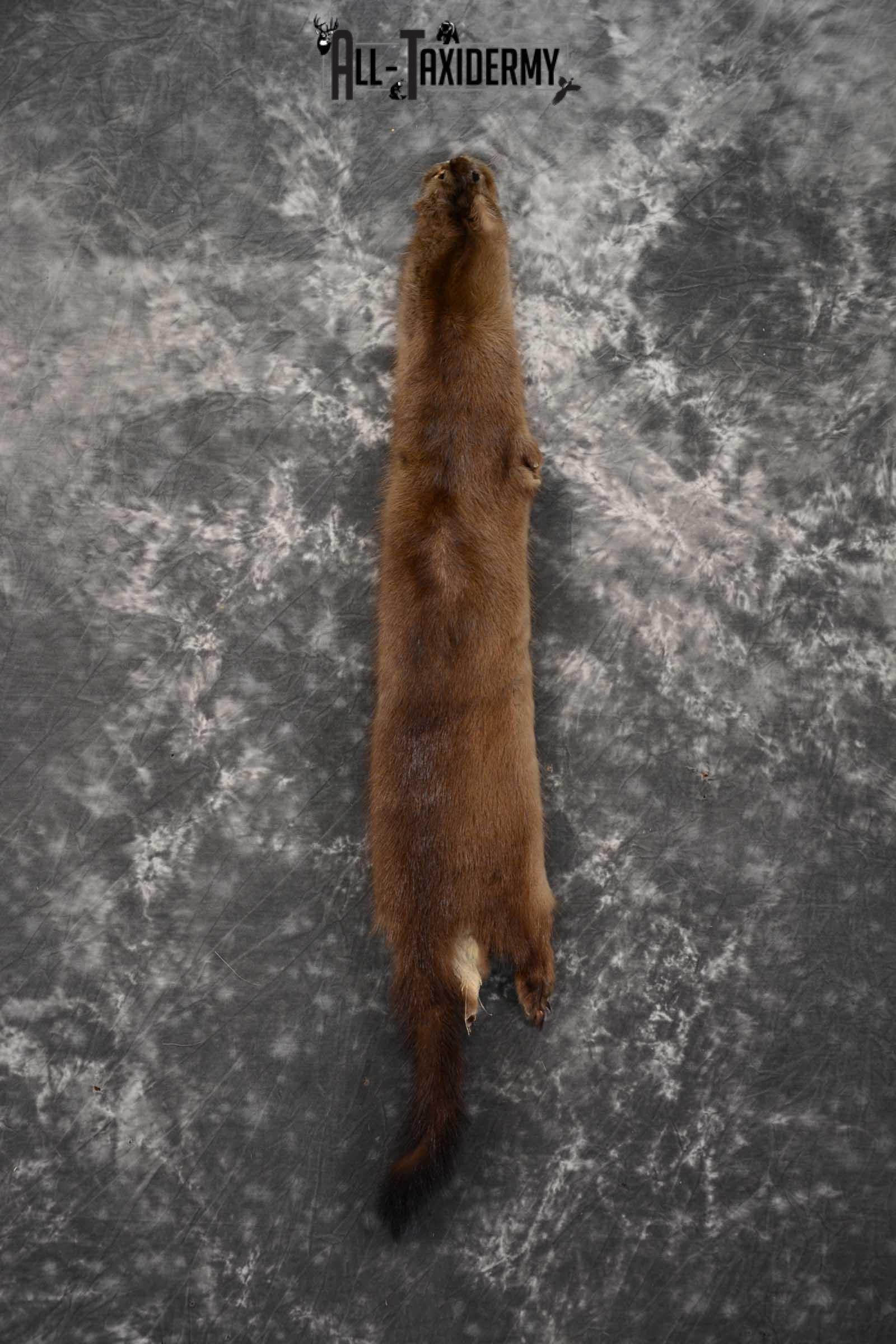 Mink Hide Pelt Taxidermy for sale SKU 1614