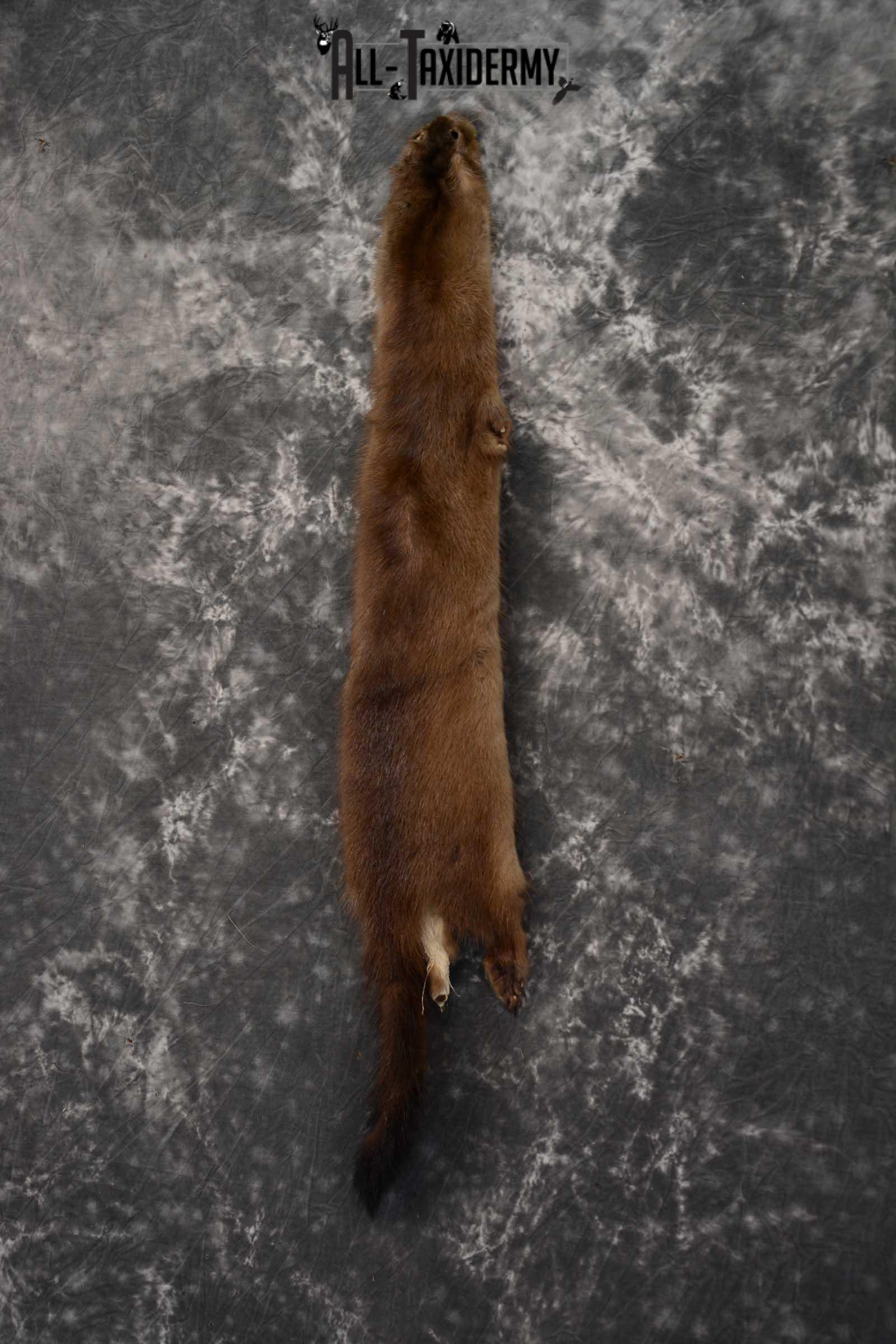 Mink Hide Pelt Taxidermy for sale SKU 1614 - Image 5