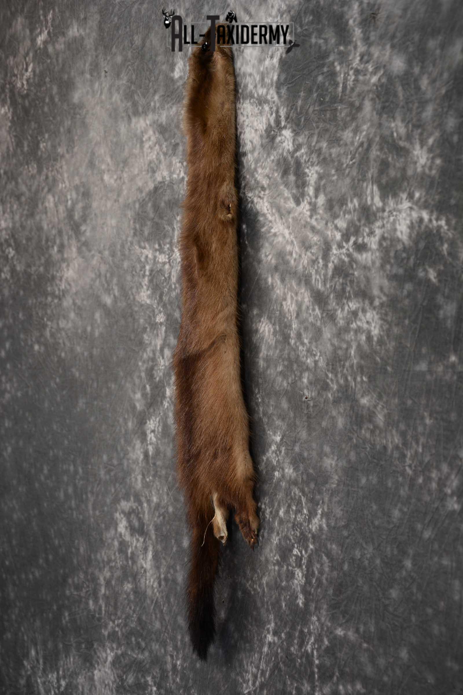 Mink Hide Pelt Taxidermy for sale SKU 1614 - Image 4