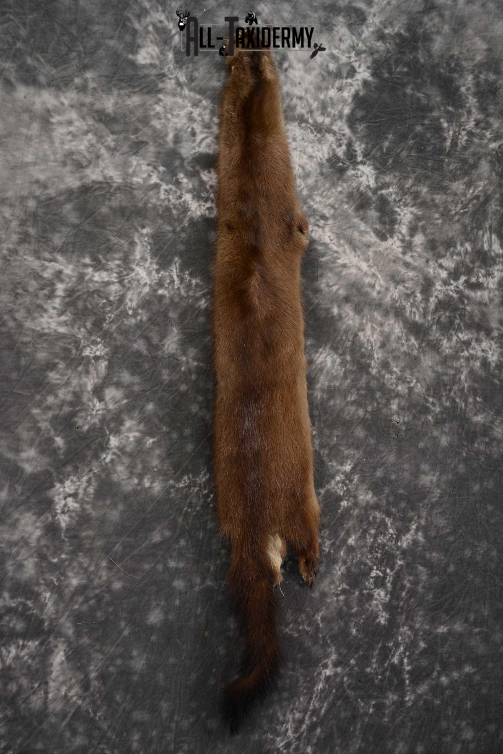 Mink Hide Pelt Taxidermy for sale SKU 1614 - Image 3