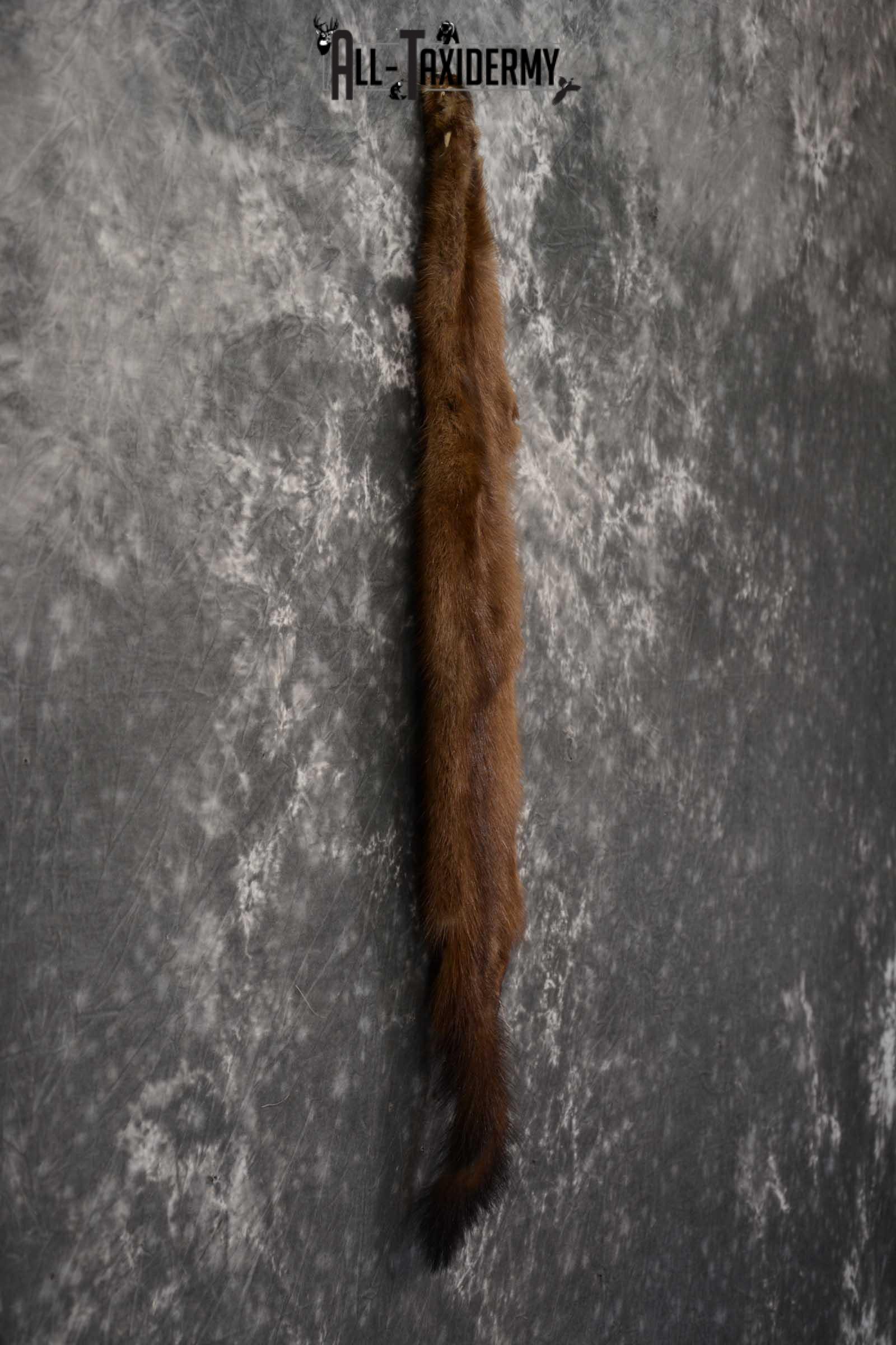 Mink Hide Pelt Taxidermy for sale SKU 1614 - Image 2