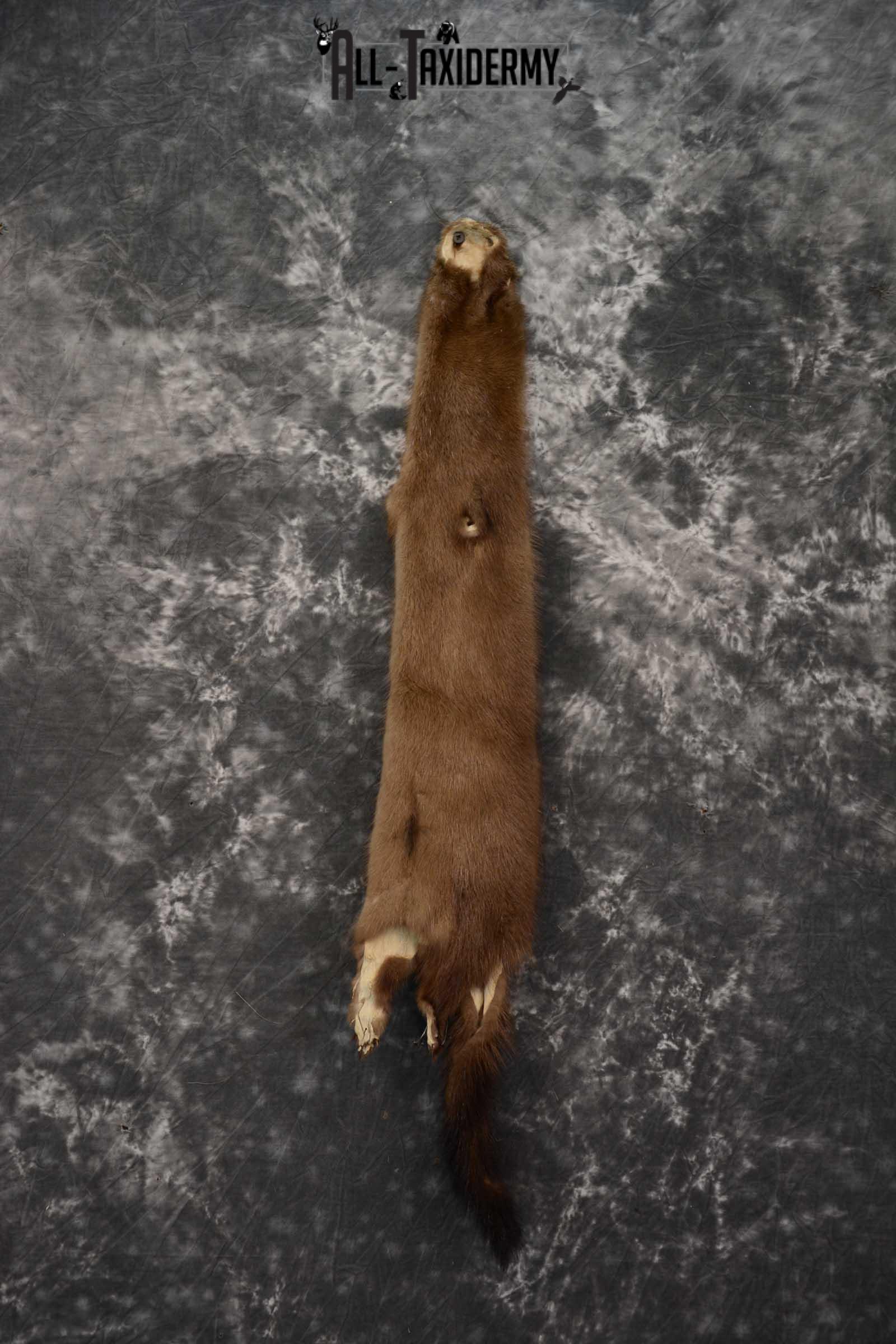 Mink Hide Pelt Taxidermy for sale SKU 1614 - Image 6