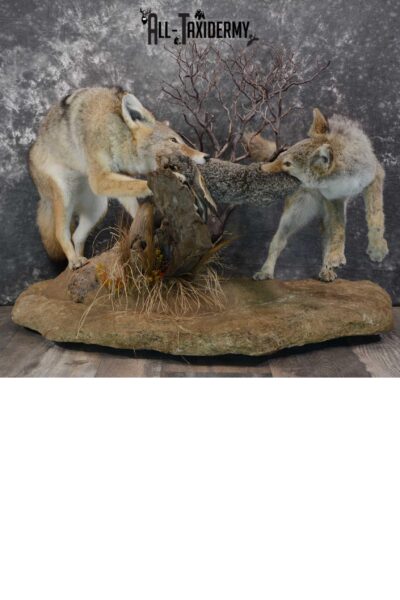 2 Full body coyotes with rabbit taxidermy mount SKU 1659