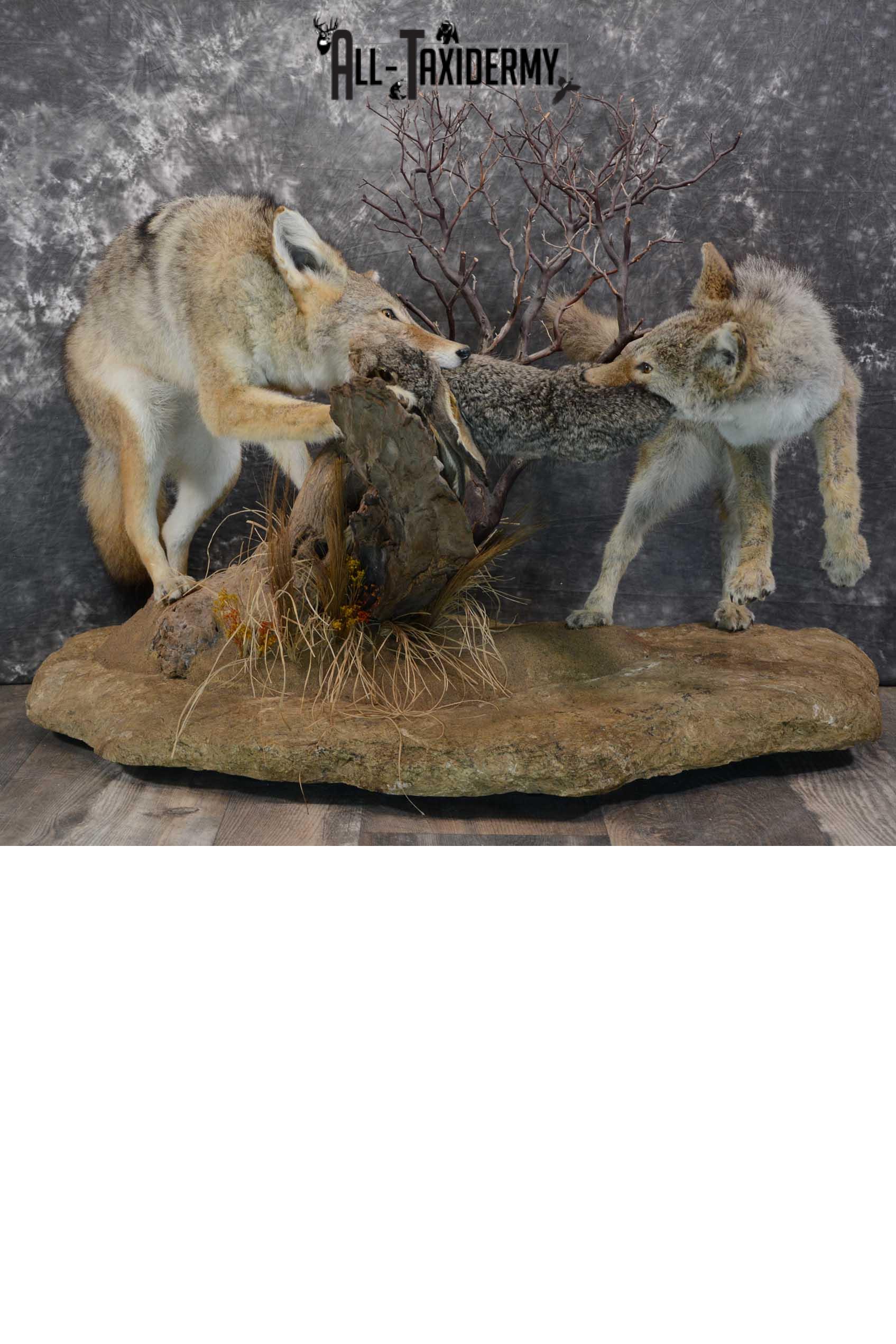 2 Full body coyotes with rabbit taxidermy mount SKU 1659