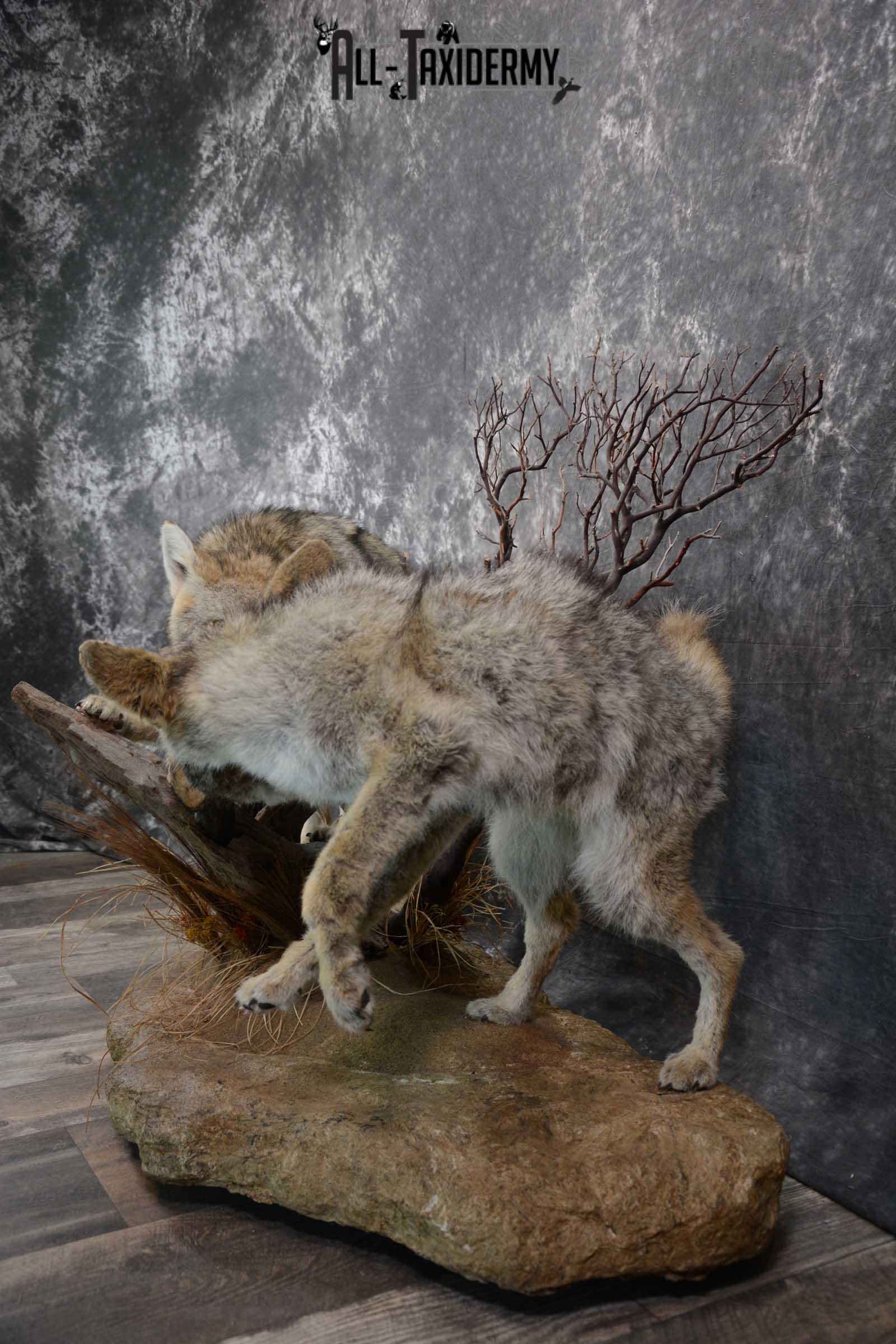 2 Full body coyotes with rabbit taxidermy mount SKU 1659 - Image 7