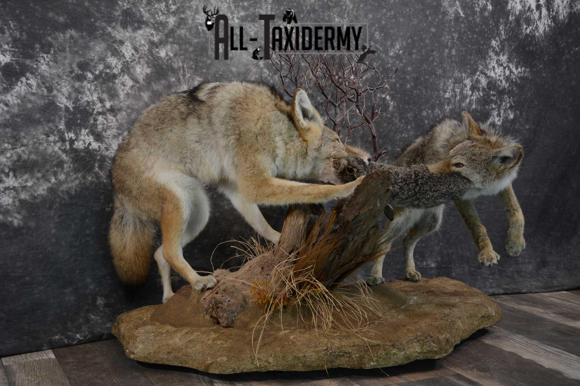 2 Full body coyotes with rabbit taxidermy mount SKU 1659 - Image 6