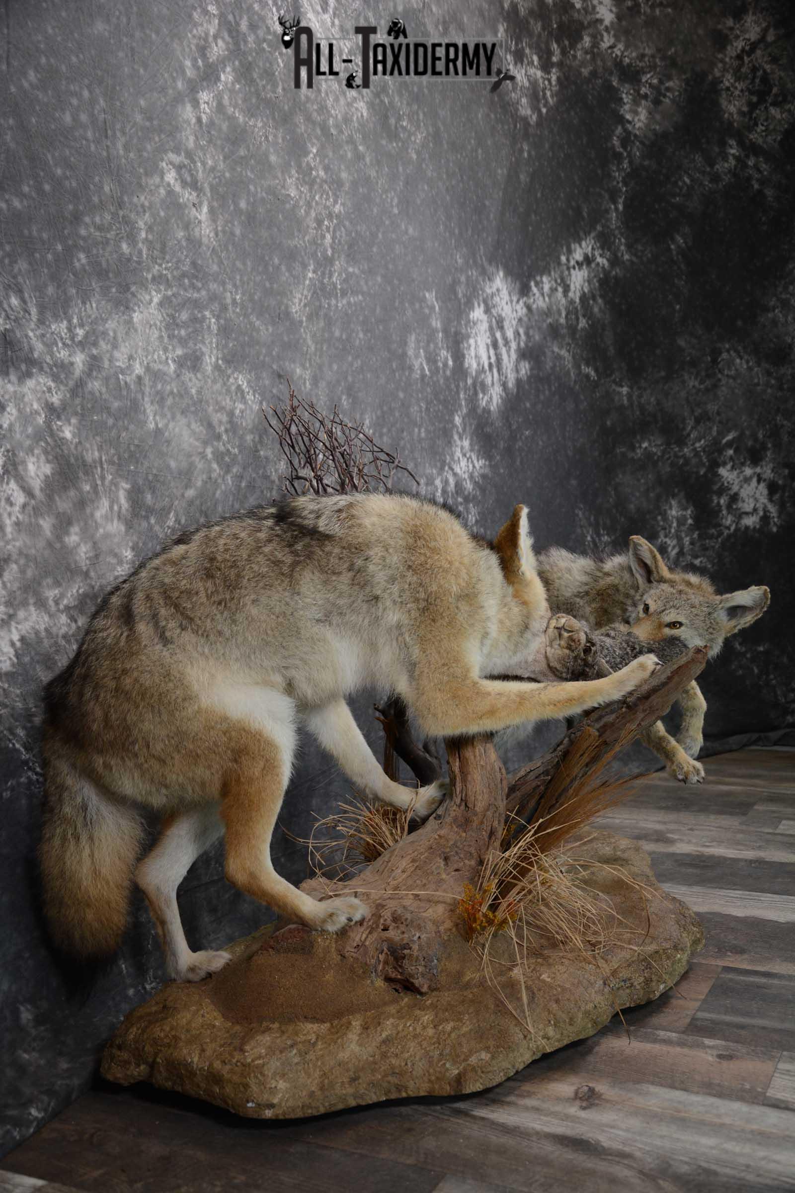 2 Full body coyotes with rabbit taxidermy mount SKU 1659 - Image 5