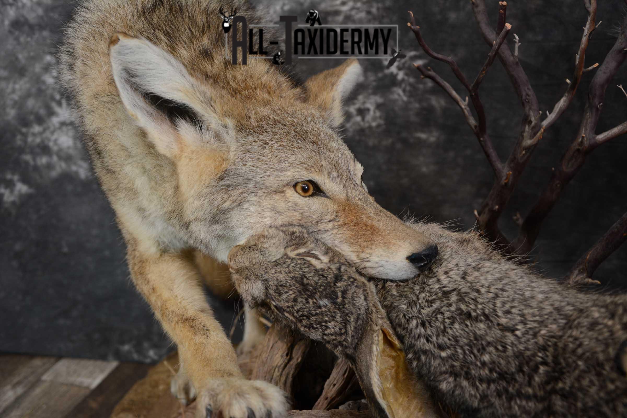 2 Full body coyotes with rabbit taxidermy mount SKU 1659 - Image 4
