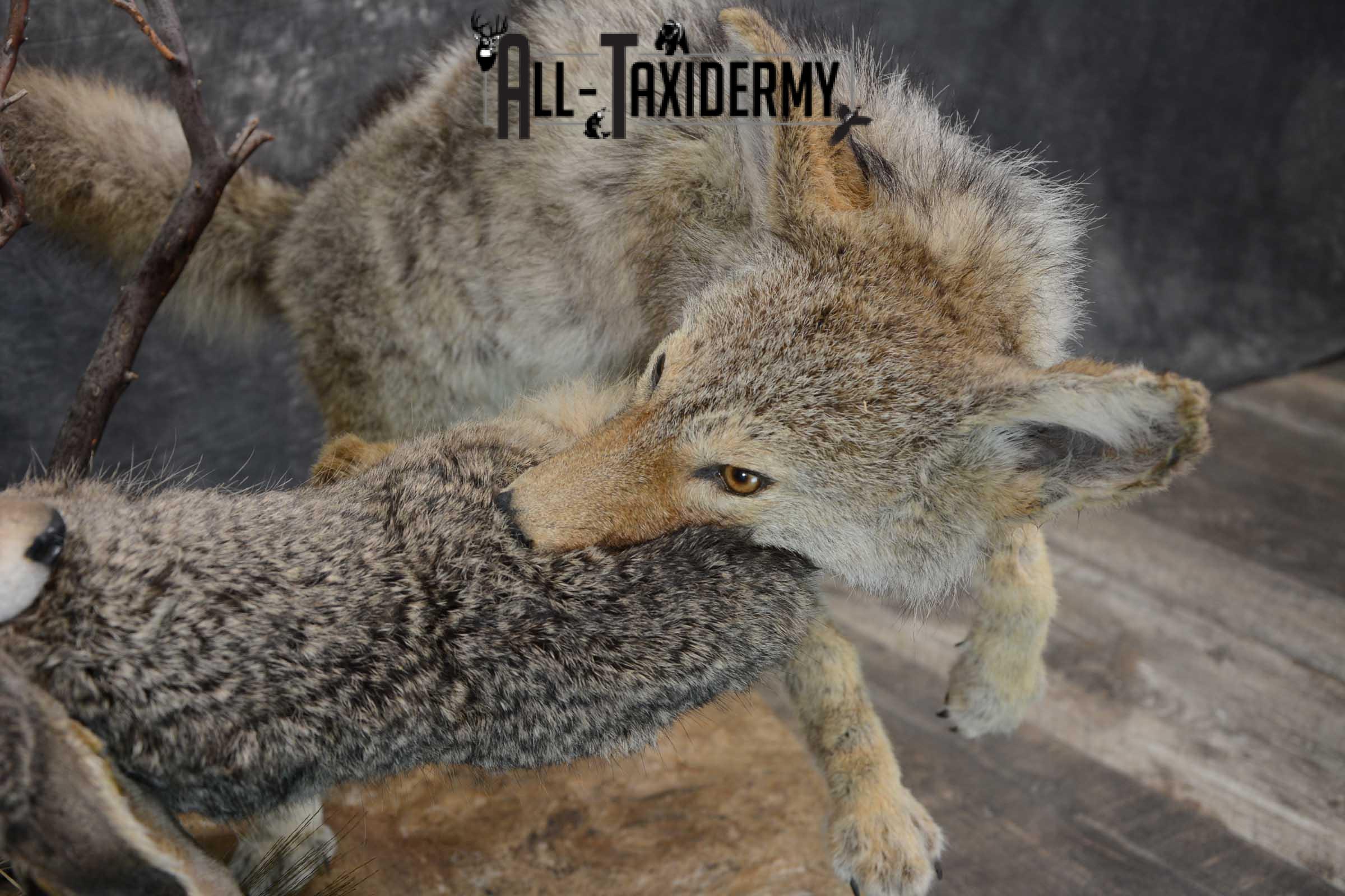 2 Full body coyotes with rabbit taxidermy mount SKU 1659 - Image 3