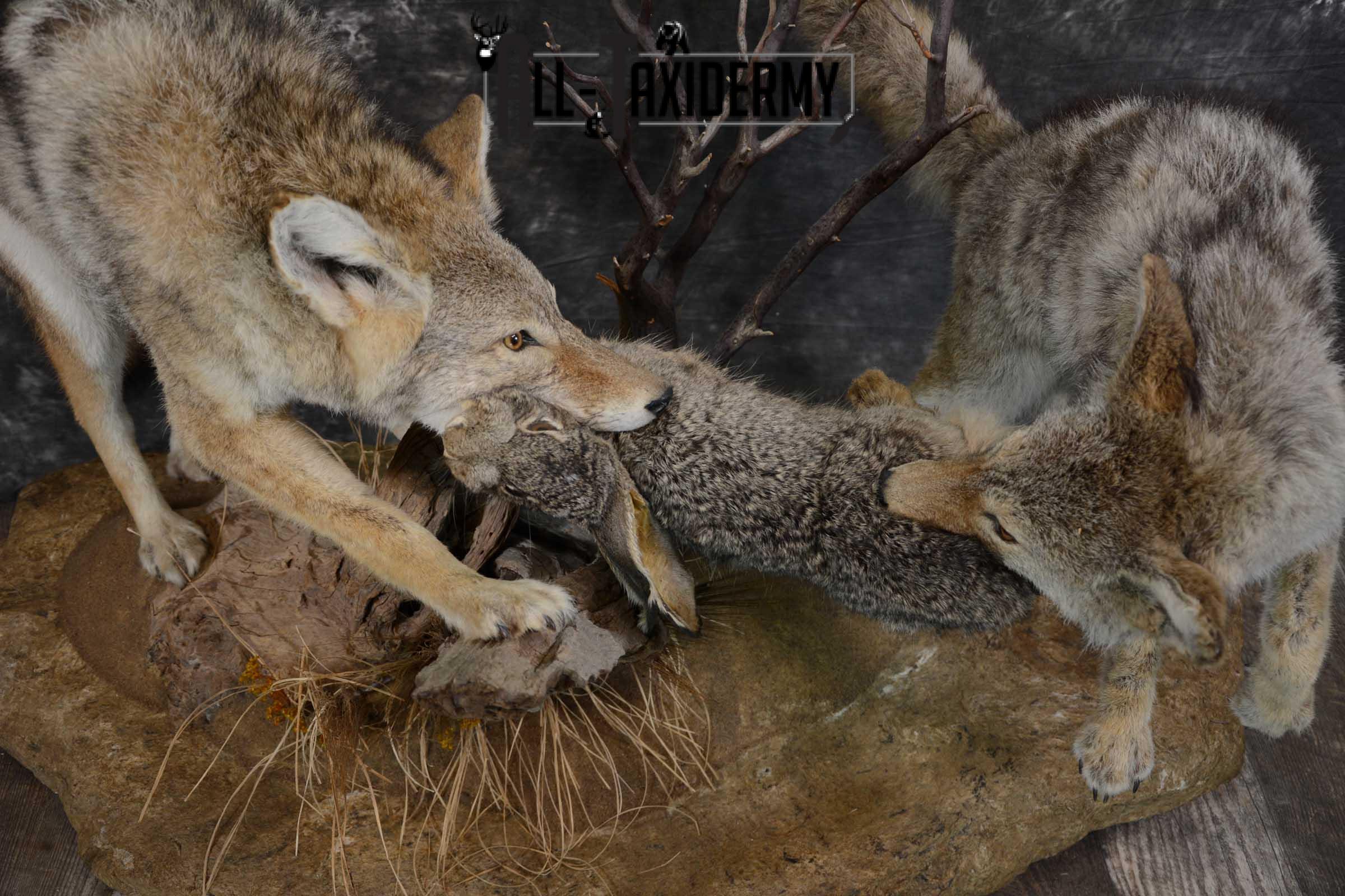 2 Full body coyotes with rabbit taxidermy mount SKU 1659 - Image 2