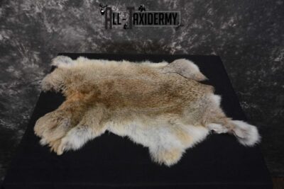 Eastern Cottentail Hare Rabbit Hide for sale SKU 1620