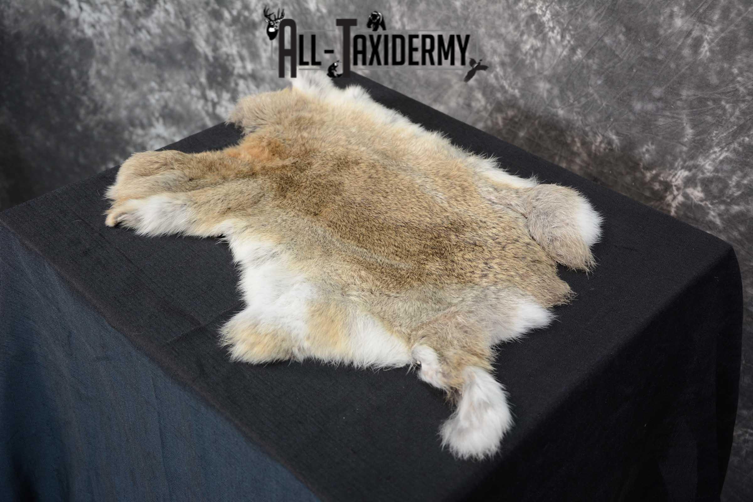 Eastern Cottentail Hare Rabbit Hide for sale SKU 1620 - Image 2
