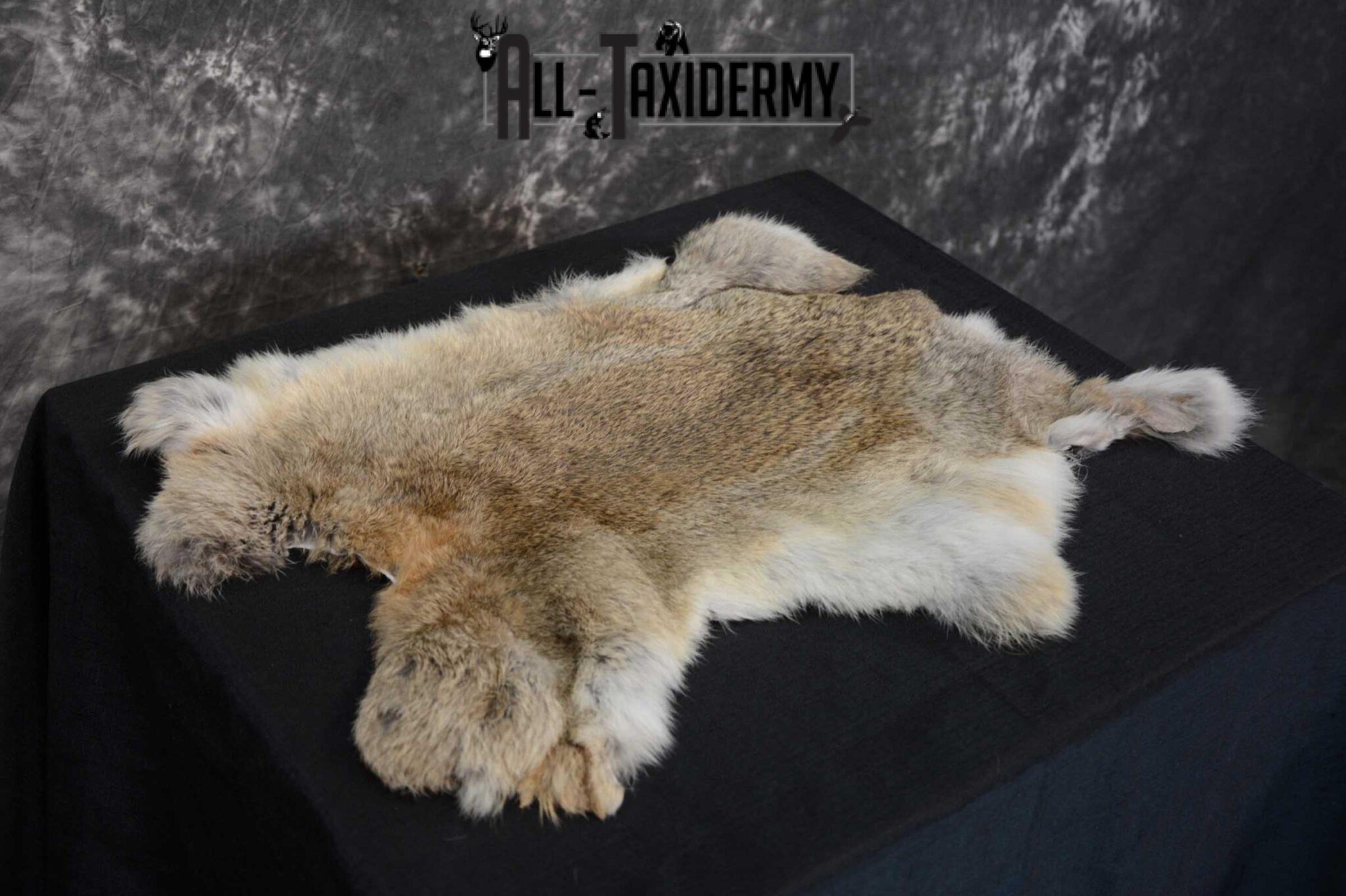 Eastern Cottentail Hare Rabbit Hide for sale SKU 1620 - All Taxidermy