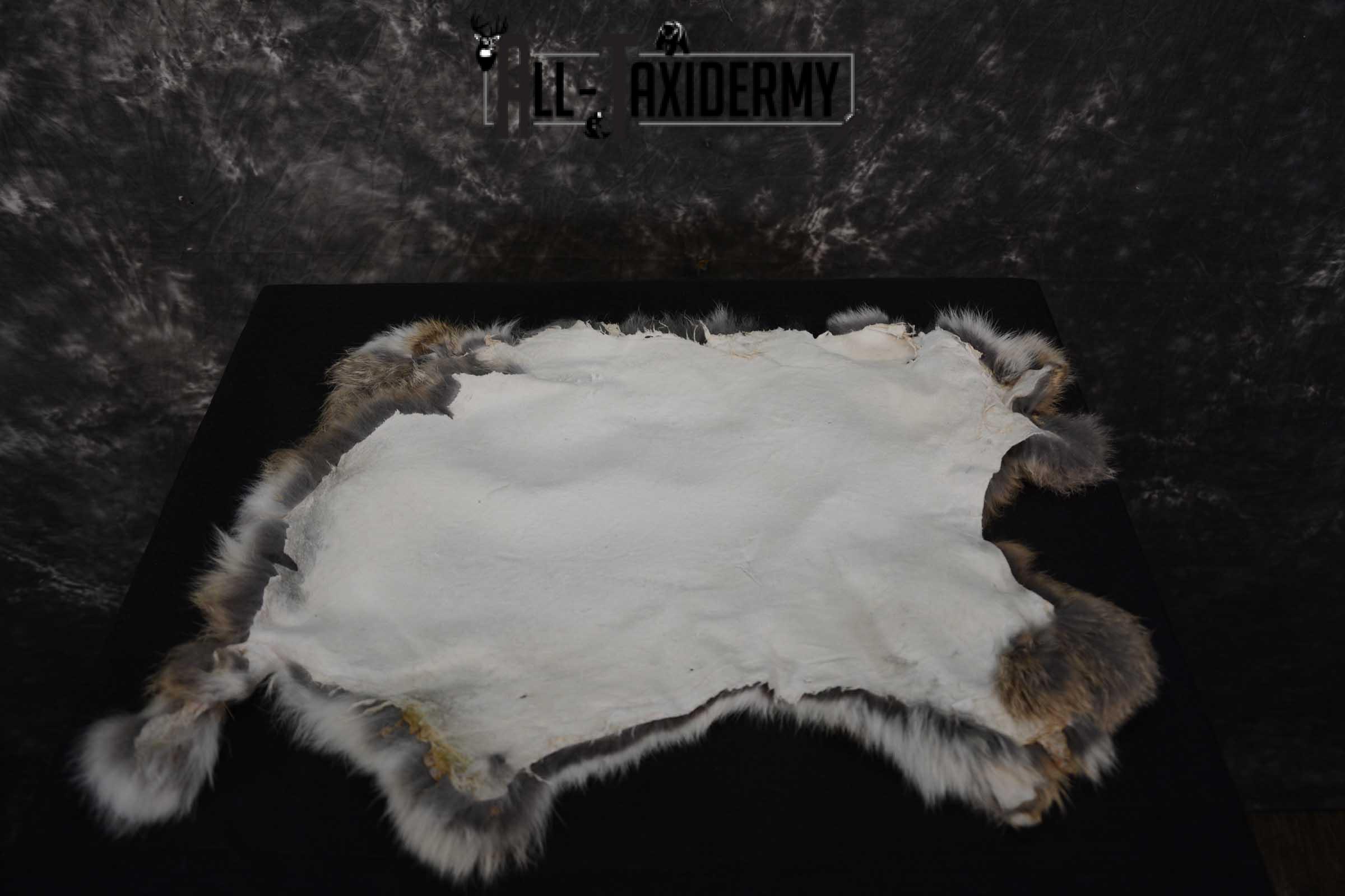 Eastern Cottentail Hare Rabbit Hide for sale SKU 1620 - Image 4