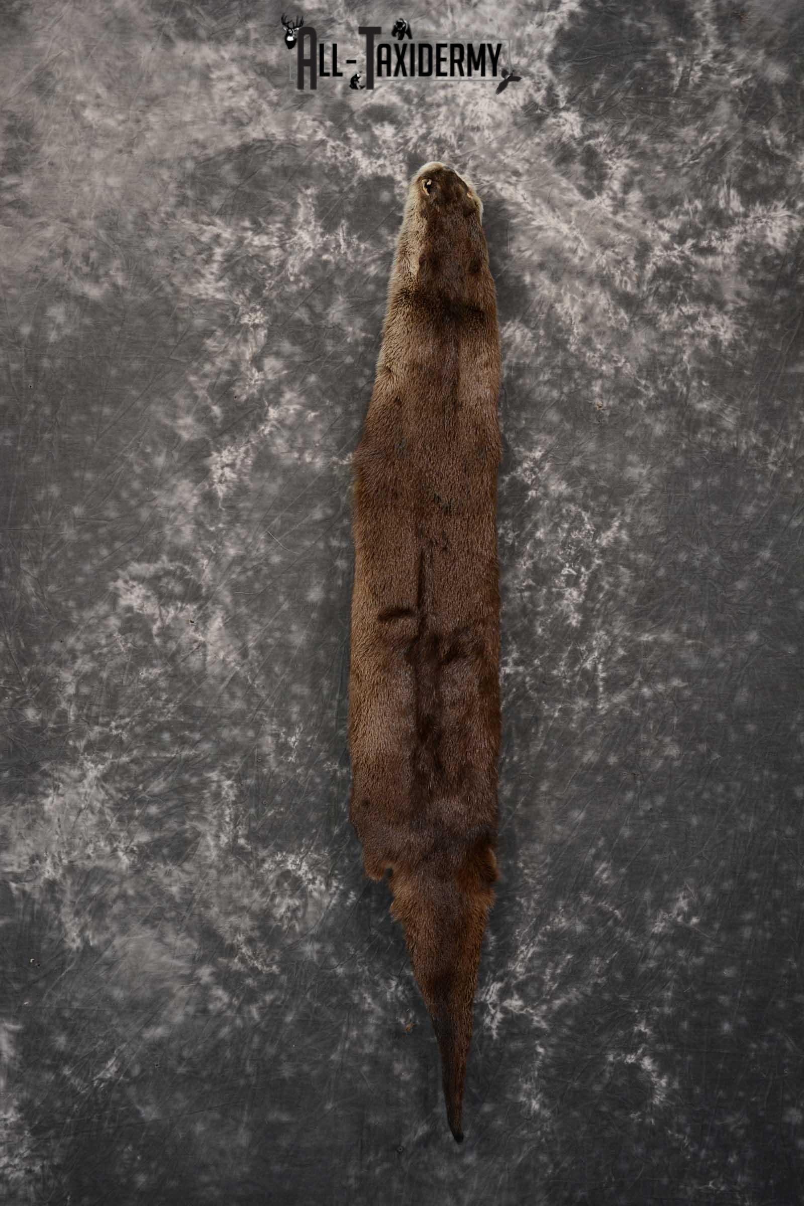 Otter Hide Pelt Taxidermy for Sale SKU 1618