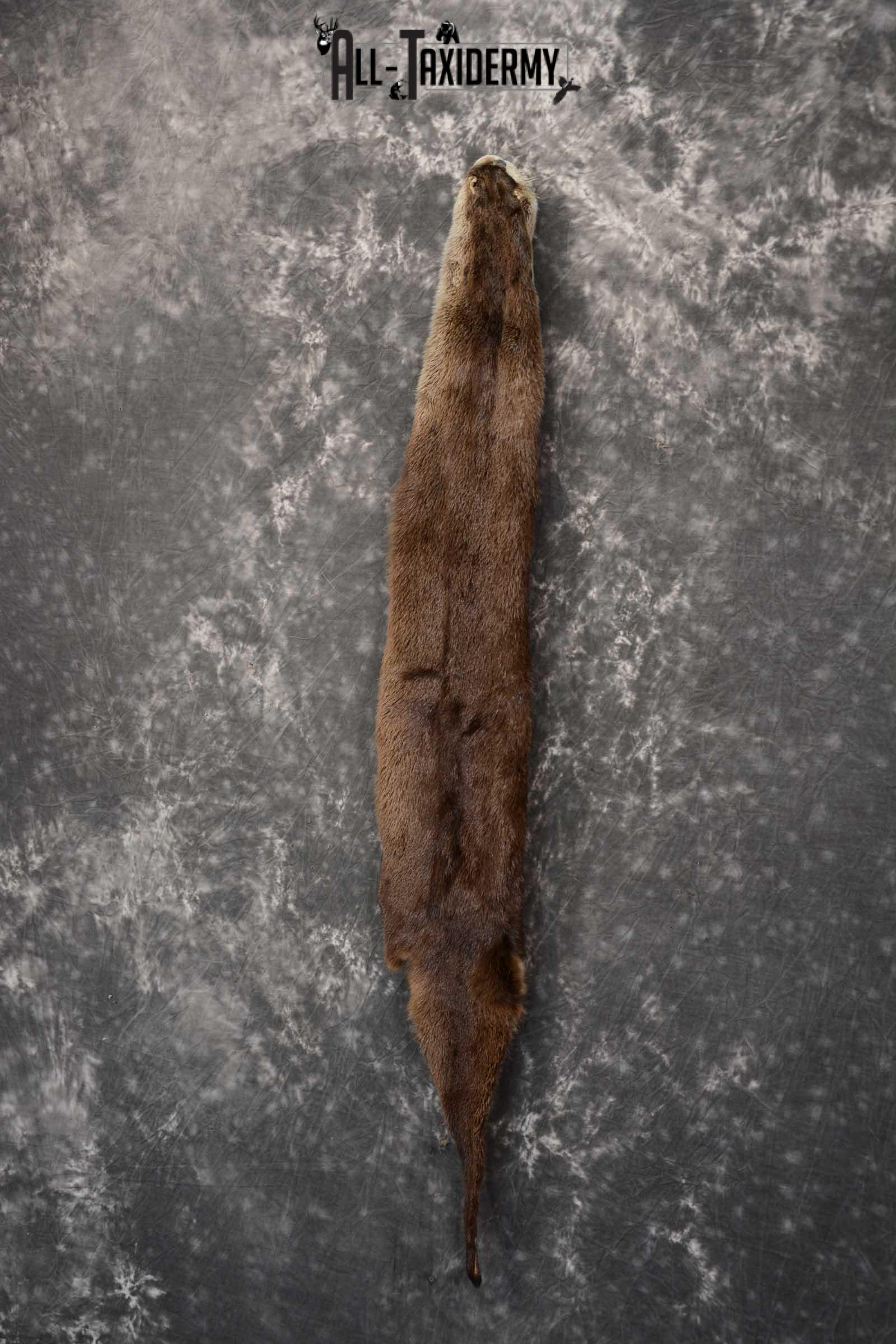 Otter Hide Pelt Taxidermy for Sale SKU 1618 - Image 6