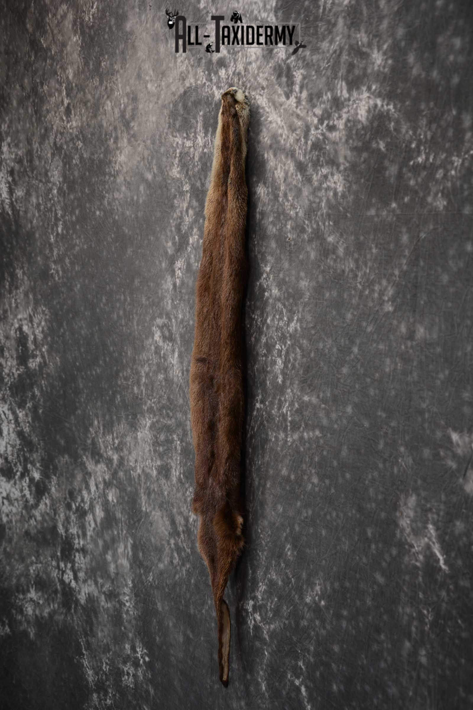 Otter Hide Pelt Taxidermy for Sale SKU 1618 - Image 5