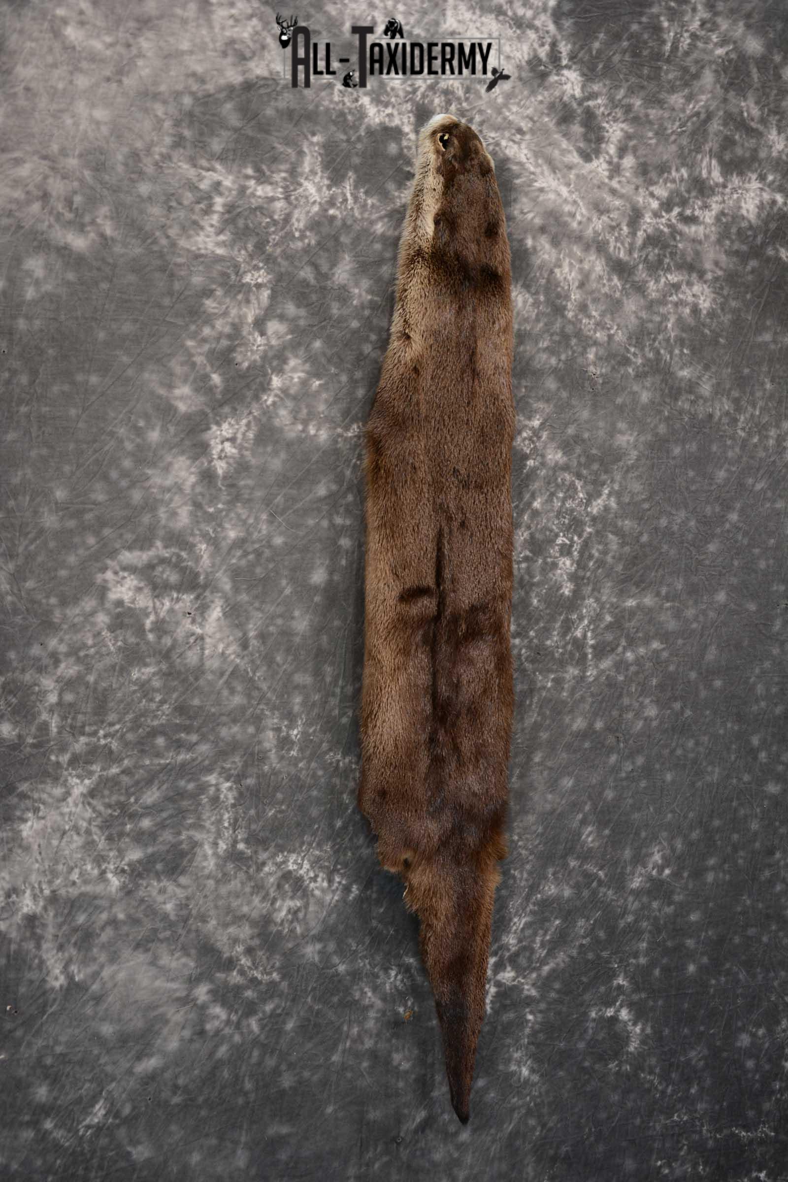 Otter Hide Pelt Taxidermy for Sale SKU 1618 - Image 4