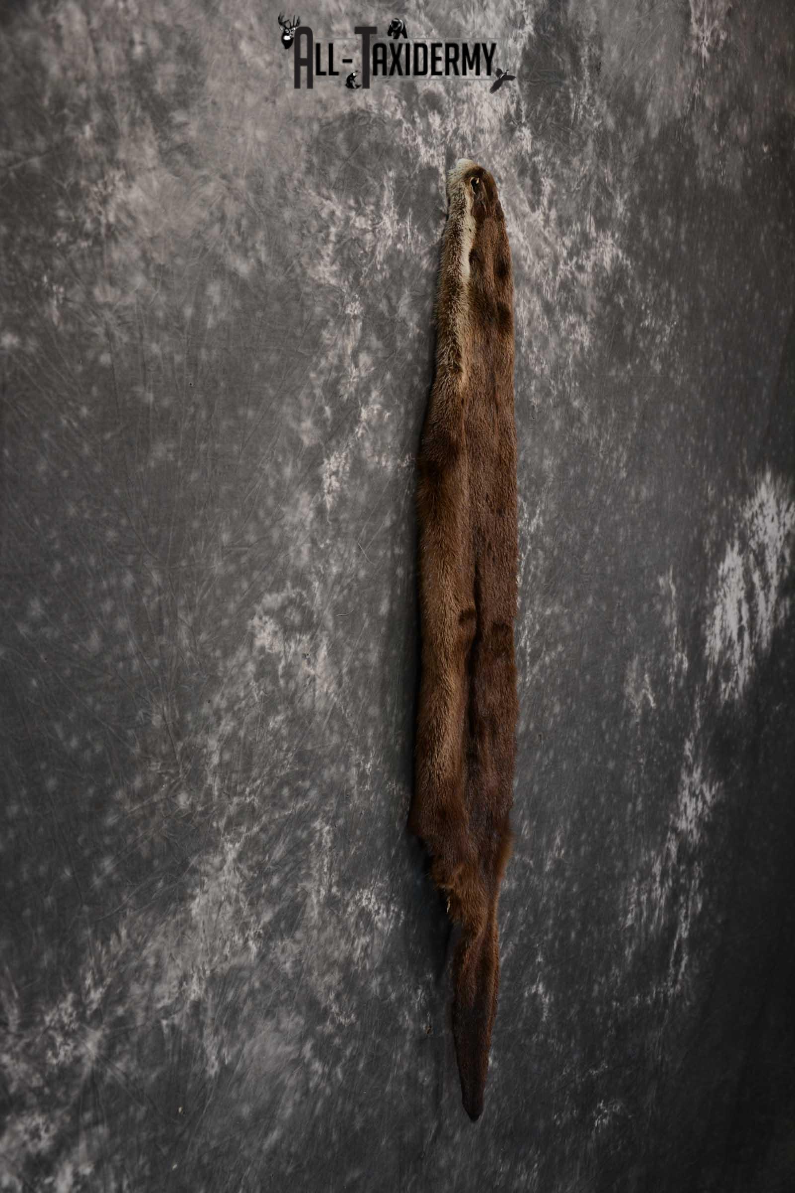 Otter Hide Pelt Taxidermy for Sale SKU 1618 - Image 3