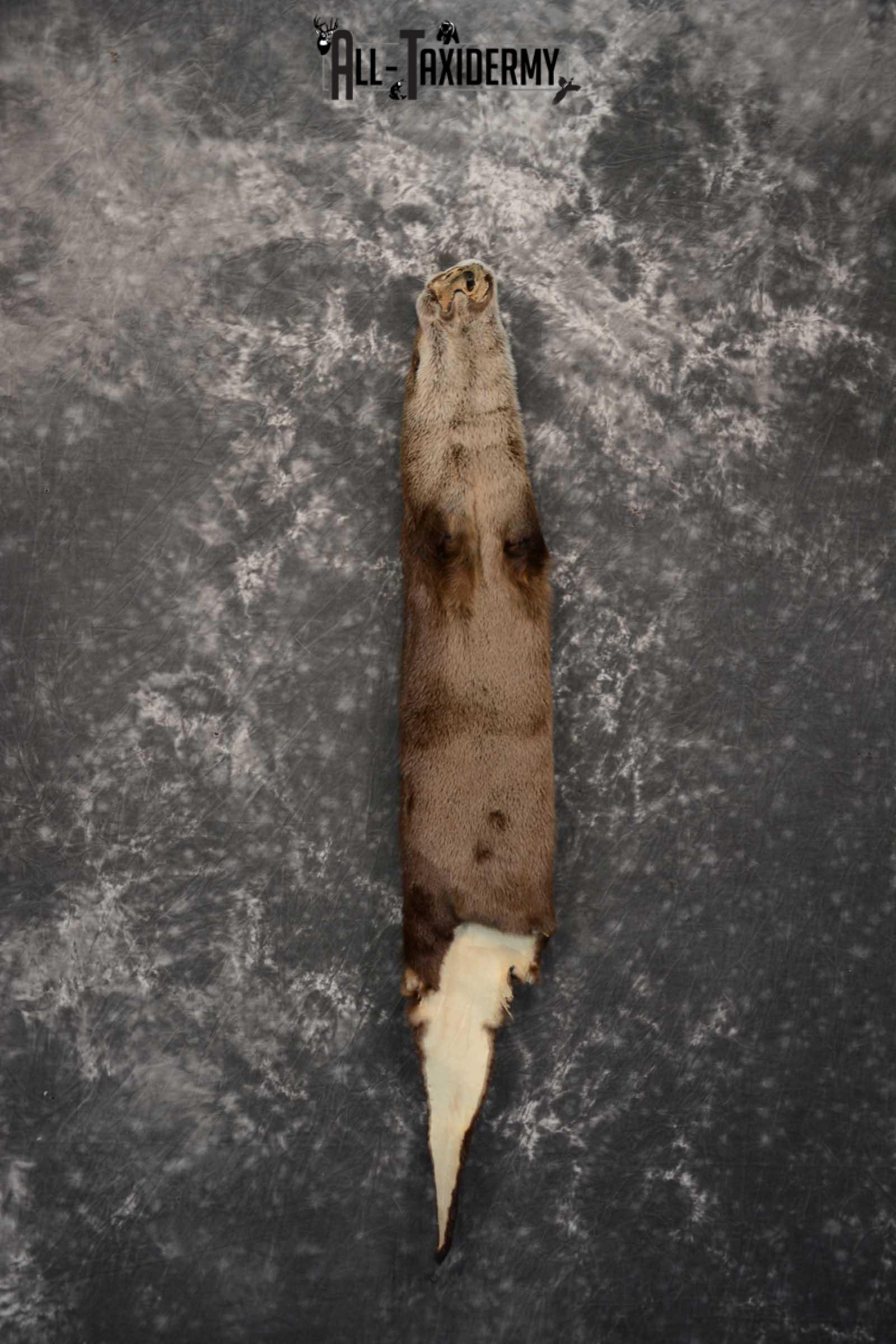 Otter Hide Pelt Taxidermy for Sale SKU 1618 - Image 2