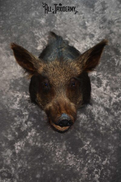 Wild Boar Taxidermy shoulder mount SKU 1624