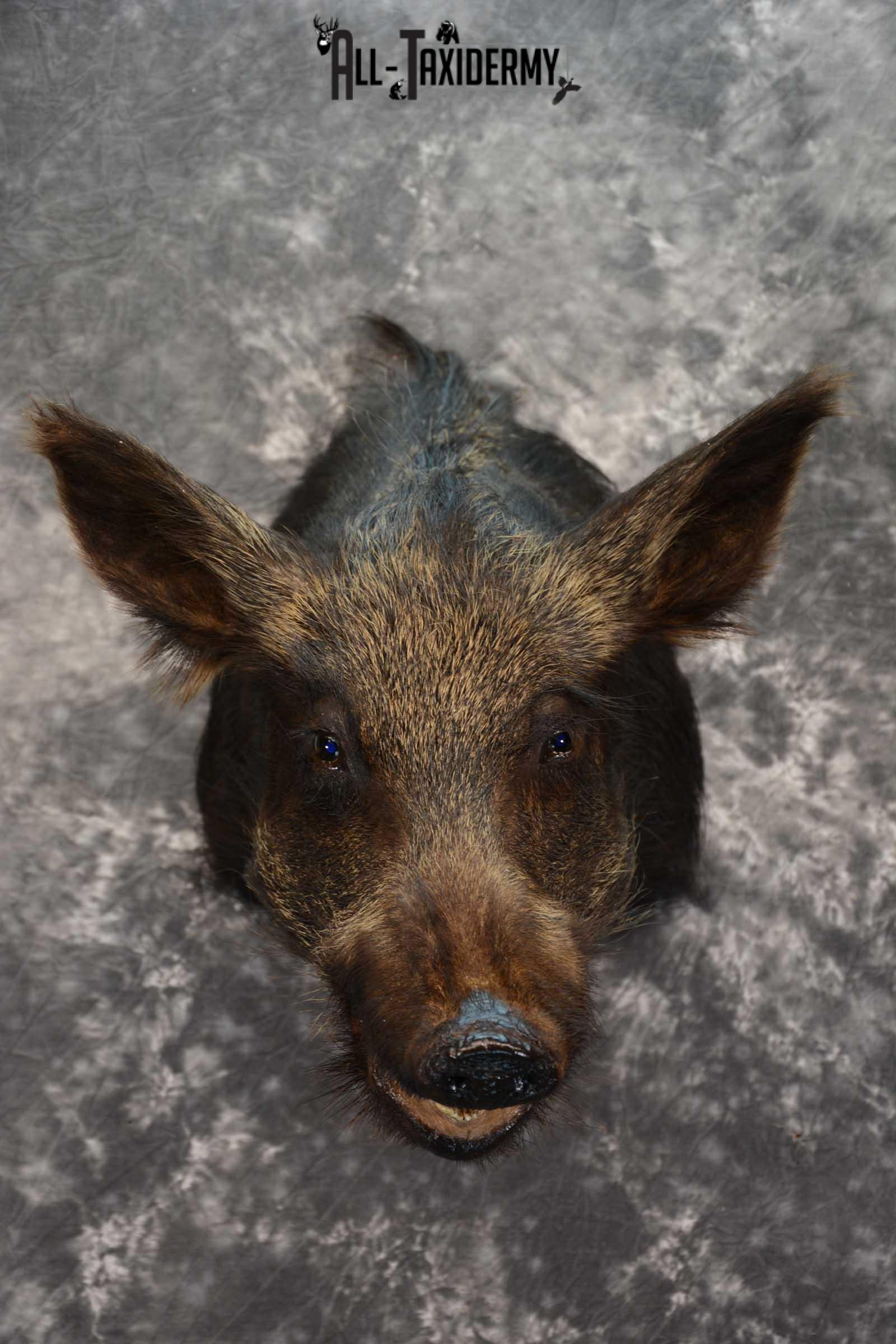 Wild Boar Taxidermy shoulder mount SKU 1624 - Image 6