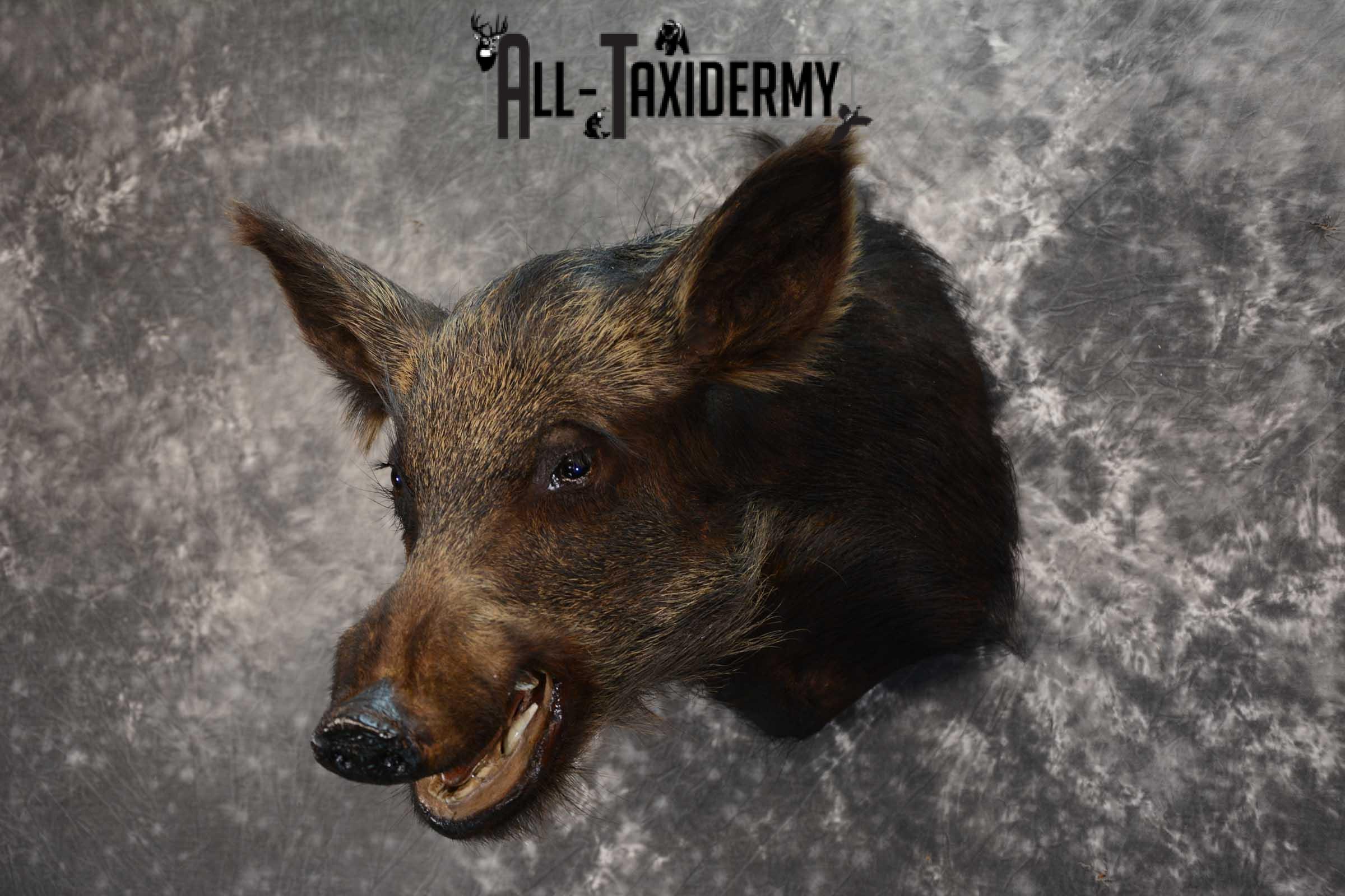 Wild Boar Taxidermy shoulder mount SKU 1624 - Image 5