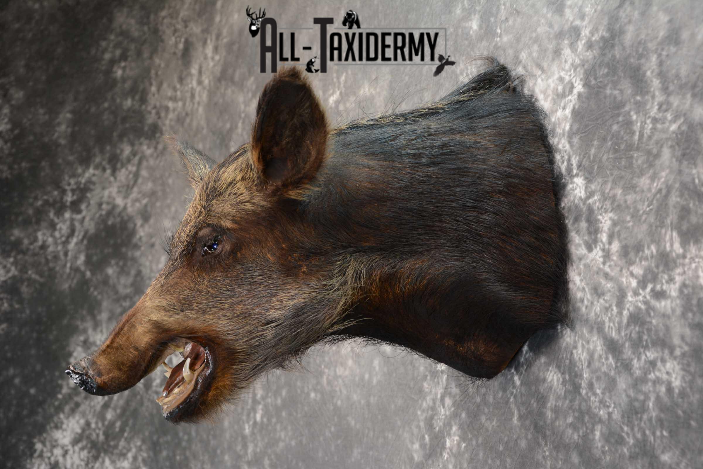 Wild Boar Taxidermy shoulder mount SKU 1624 - Image 4