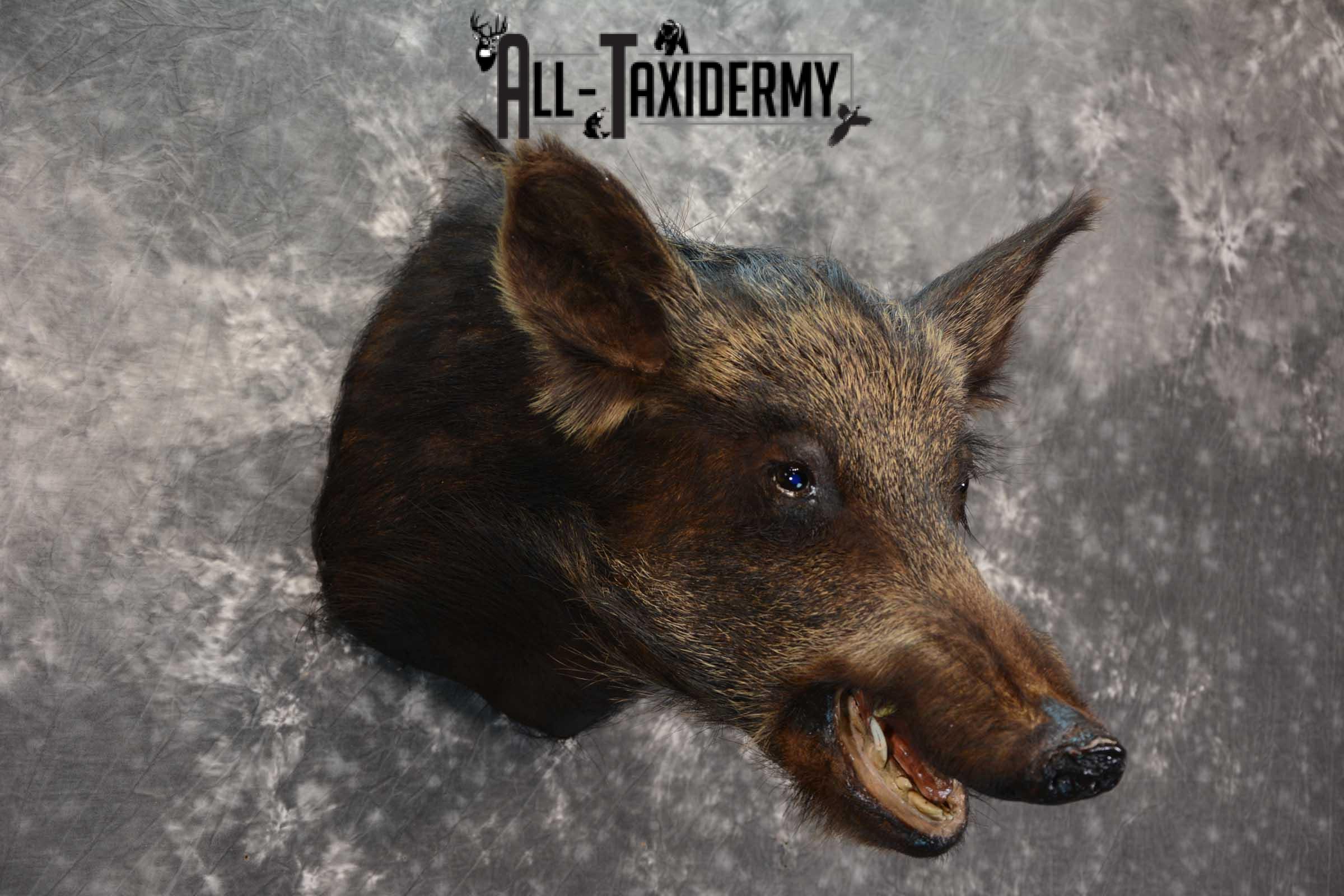 Wild Boar Taxidermy shoulder mount SKU 1624 - Image 3