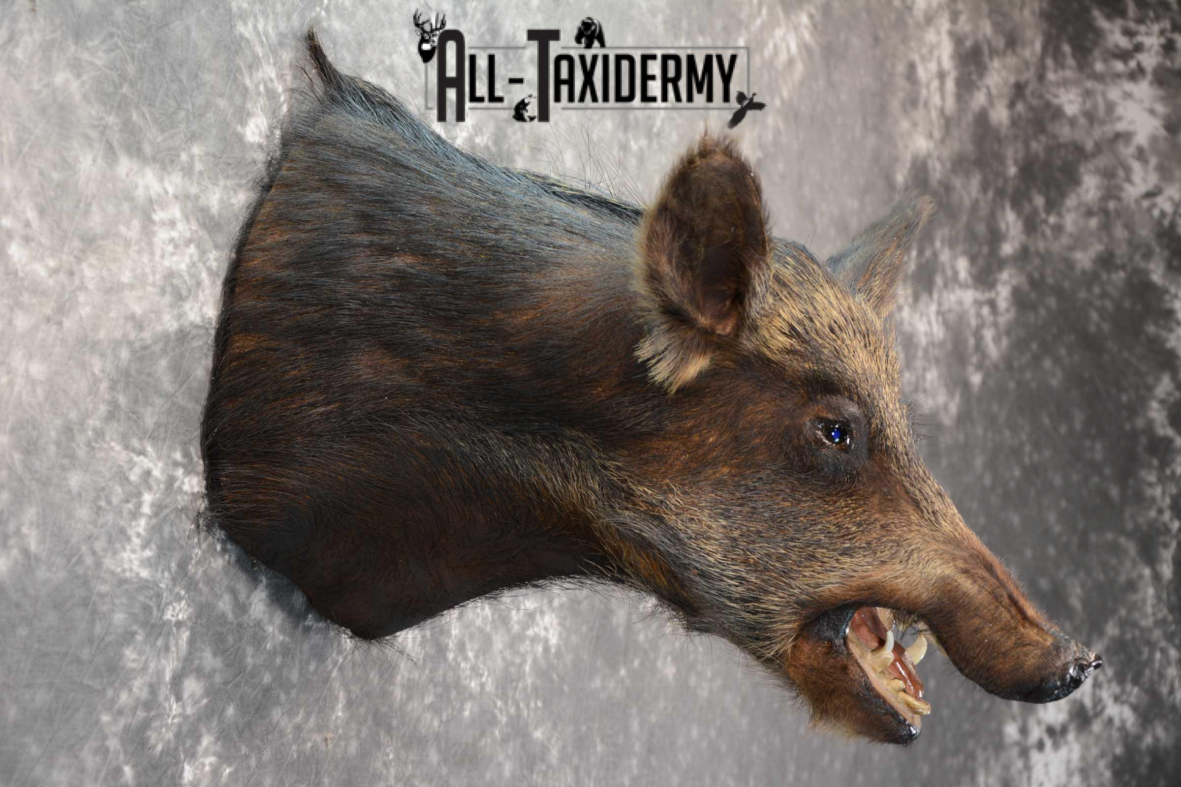 Wild Boar Taxidermy shoulder mount SKU 1624 - Image 2