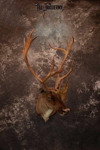 Barren-ground Caribou taxidermy shoulder mount for sale SKU 1625