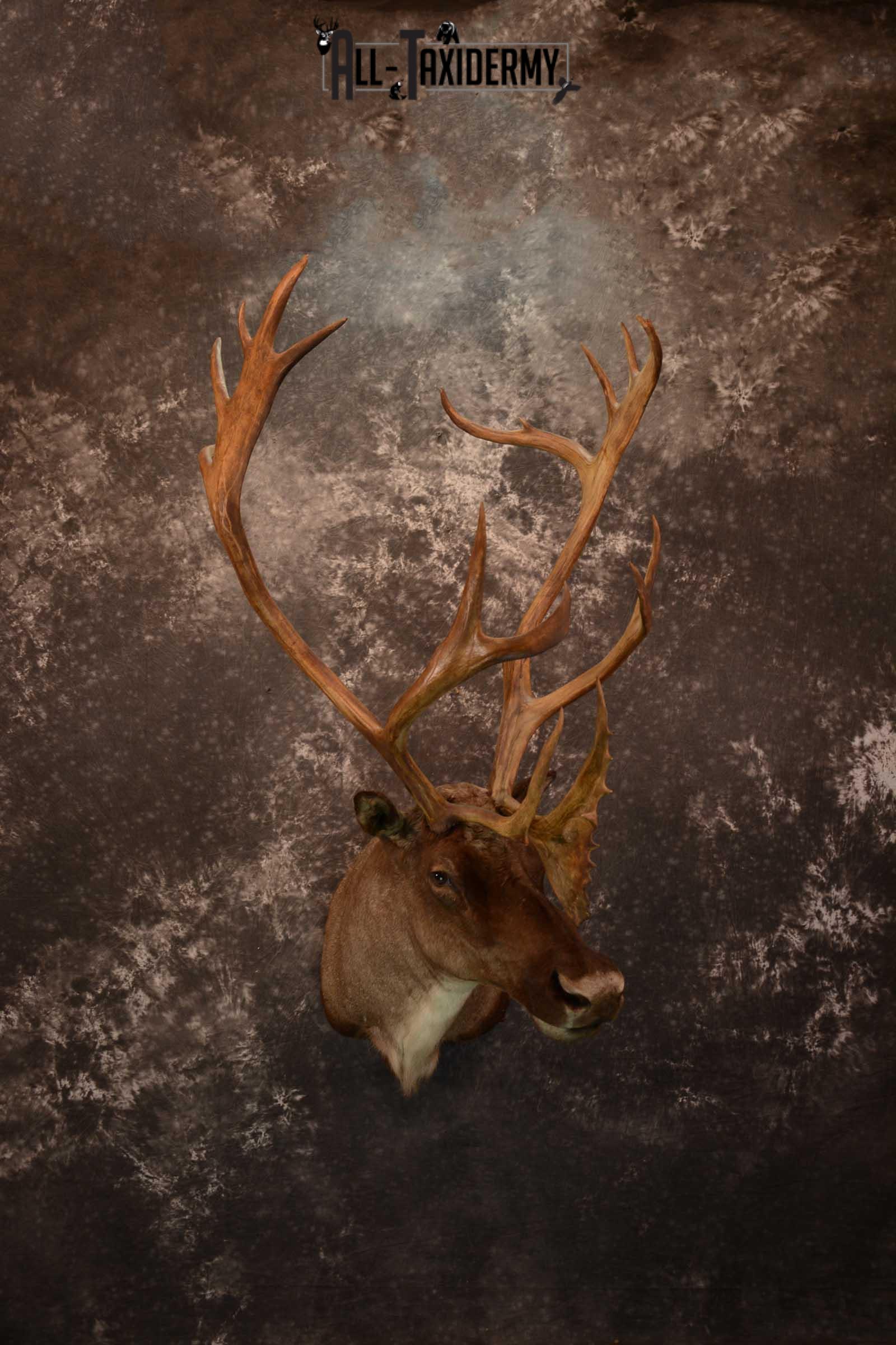 Barren-ground Caribou taxidermy shoulder mount for sale SKU 1625