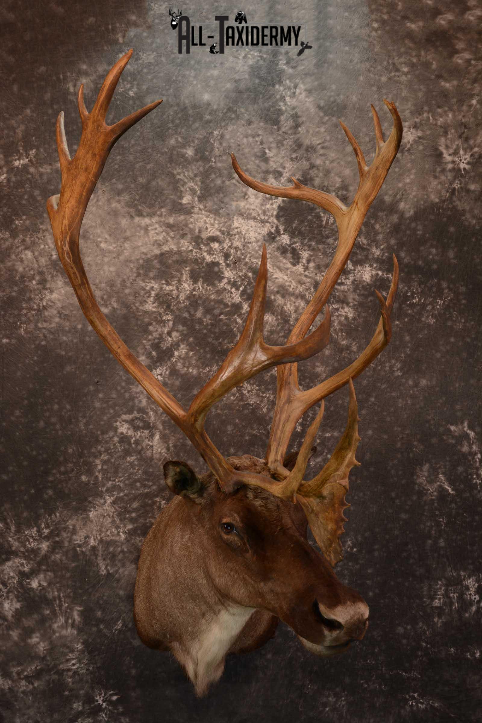 Barren-ground Caribou taxidermy shoulder mount for sale SKU 1625 - Image 10