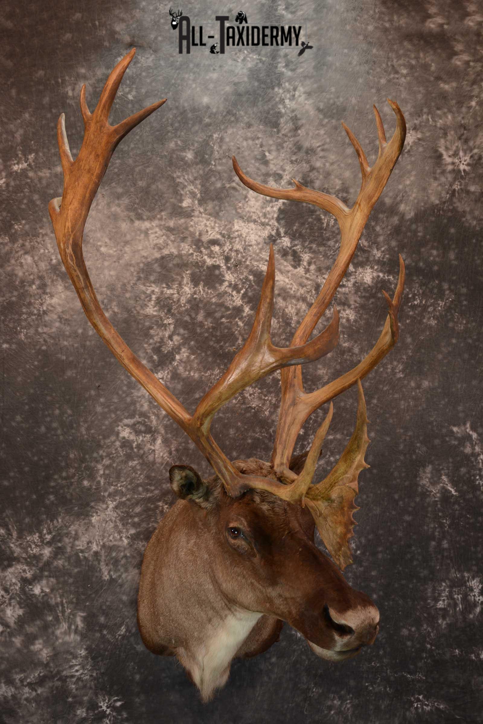 Barren-ground Caribou taxidermy shoulder mount for sale SKU 1625 - Image 9