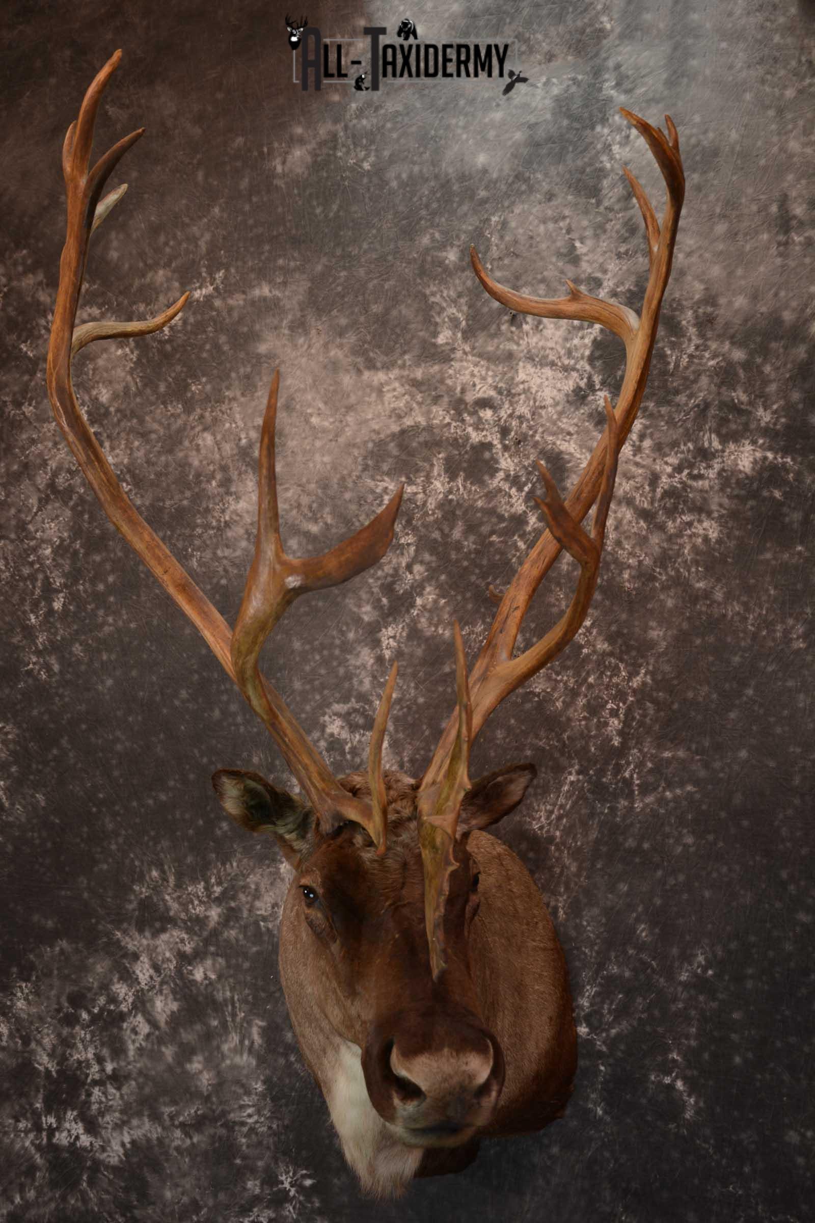Barren-ground Caribou taxidermy shoulder mount for sale SKU 1625 - Image 8