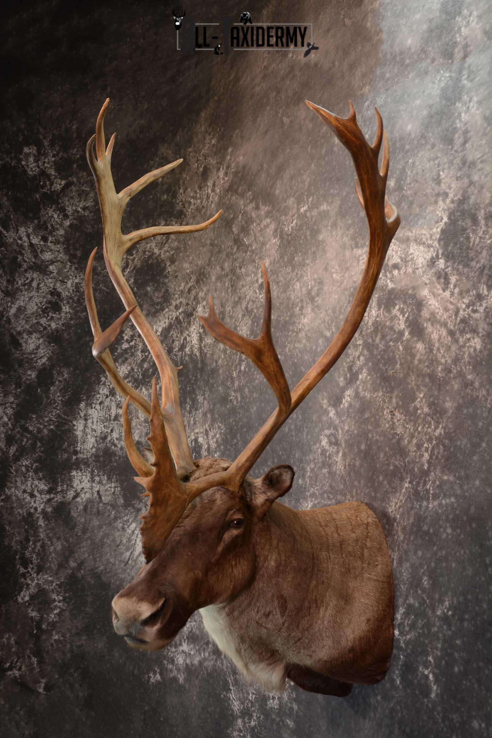 Barren-ground Caribou taxidermy shoulder mount for sale SKU 1625 - Image 7