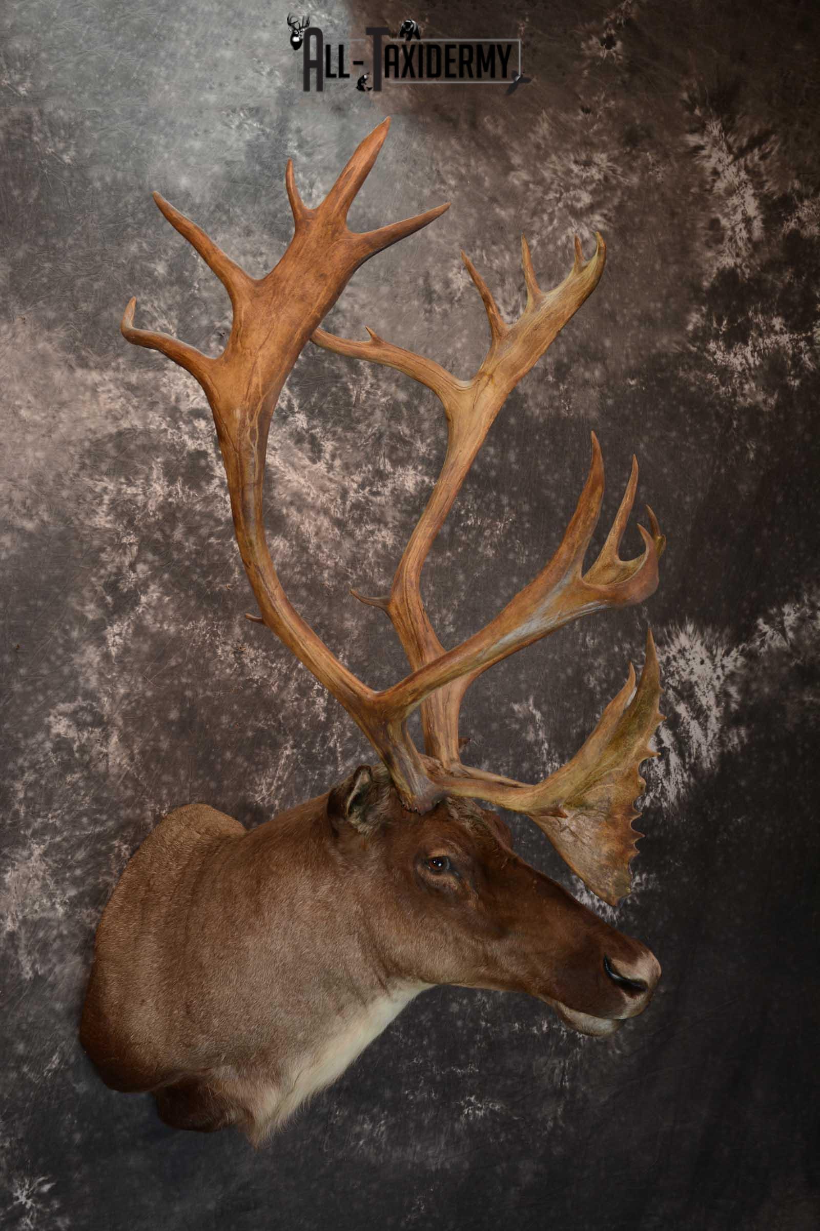 Barren-ground Caribou taxidermy shoulder mount for sale SKU 1625 - Image 6