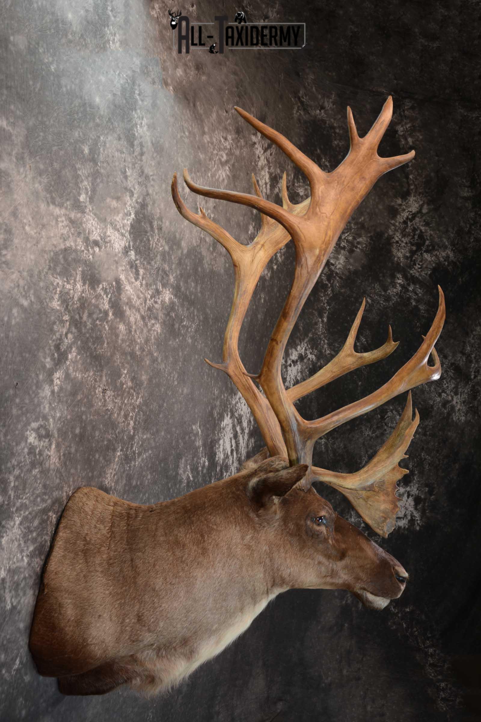 Barren-ground Caribou taxidermy shoulder mount for sale SKU 1625 - Image 5