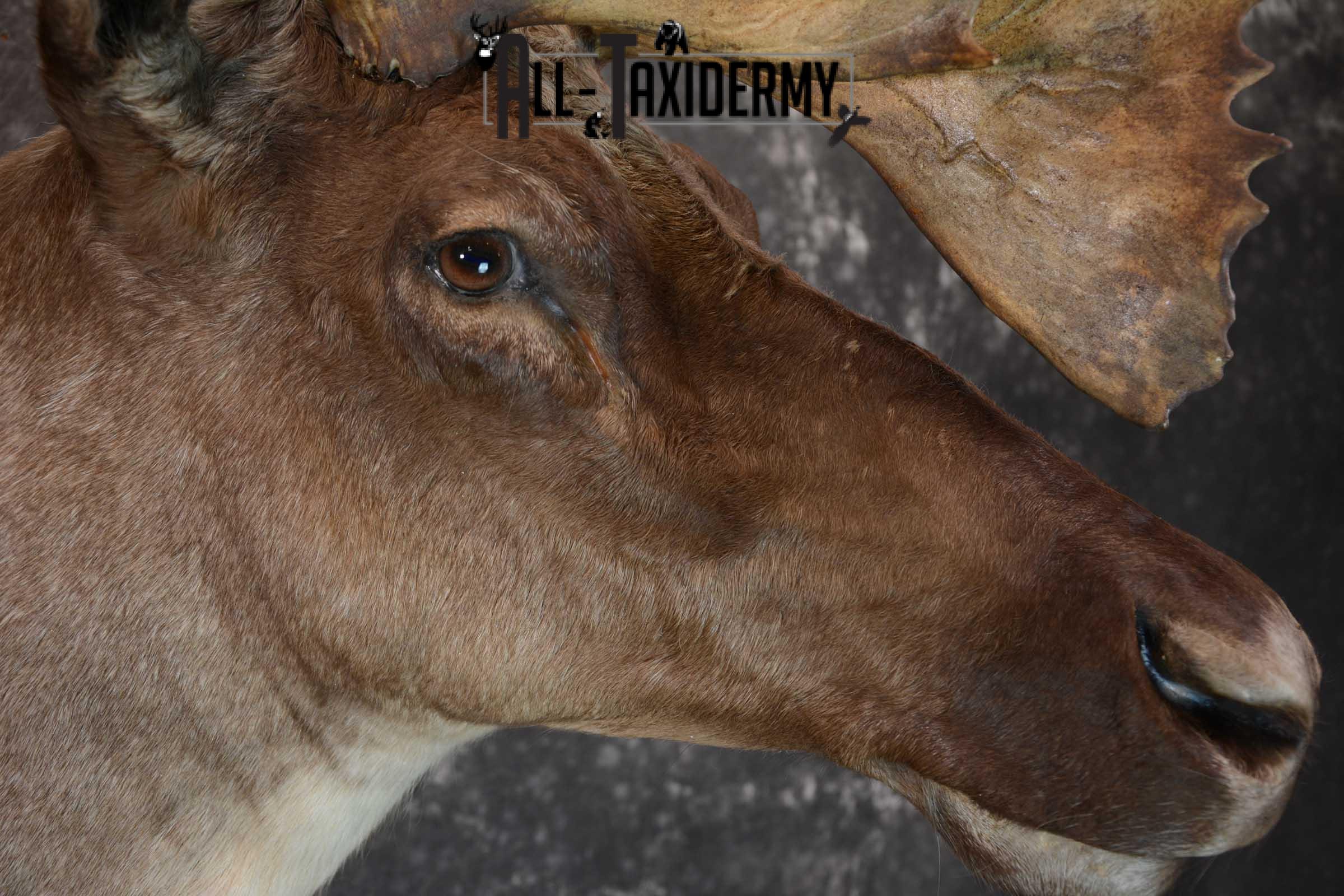 Barren-ground Caribou taxidermy shoulder mount for sale SKU 1625 - Image 4