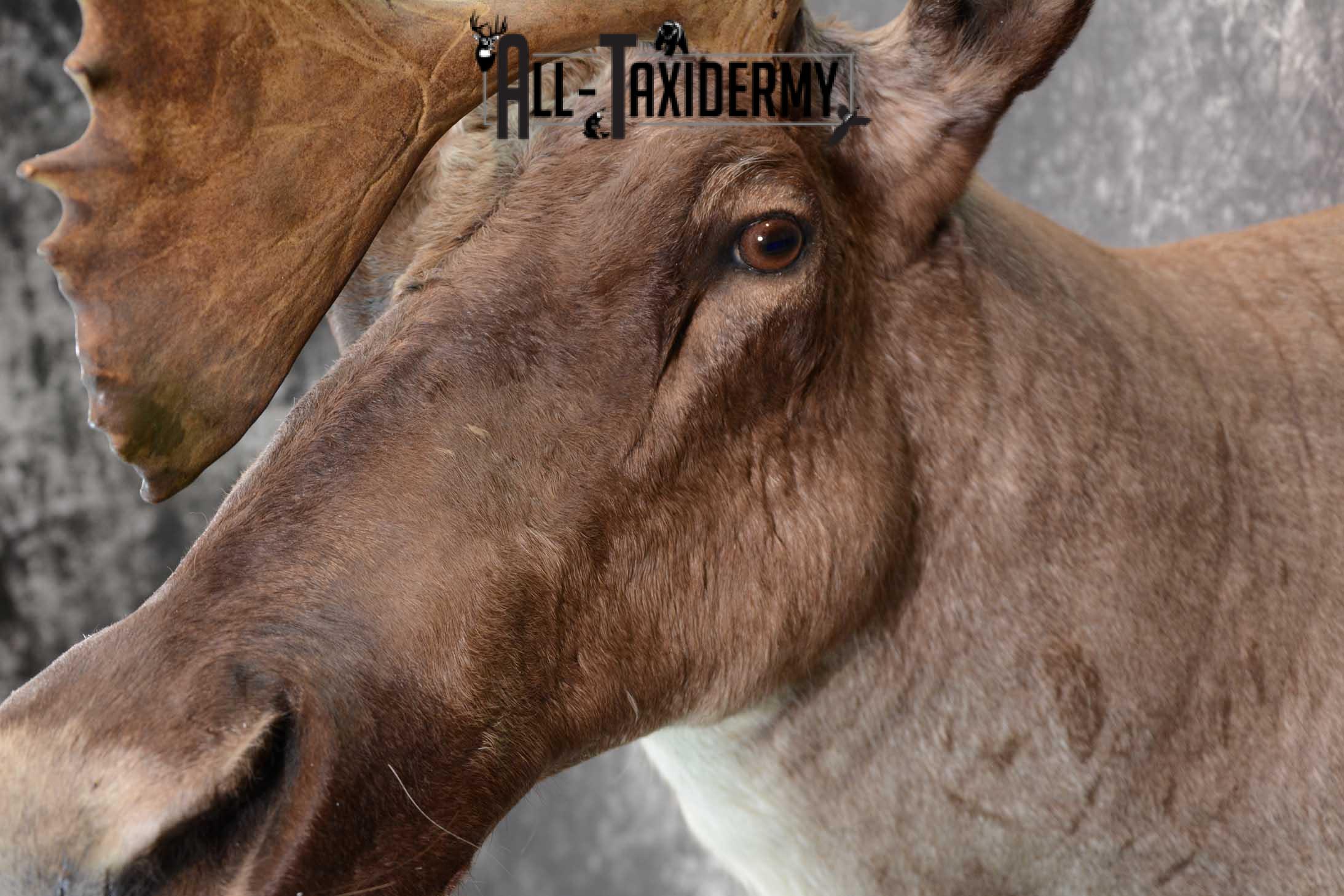 Barren-ground Caribou taxidermy shoulder mount for sale SKU 1625 - Image 3