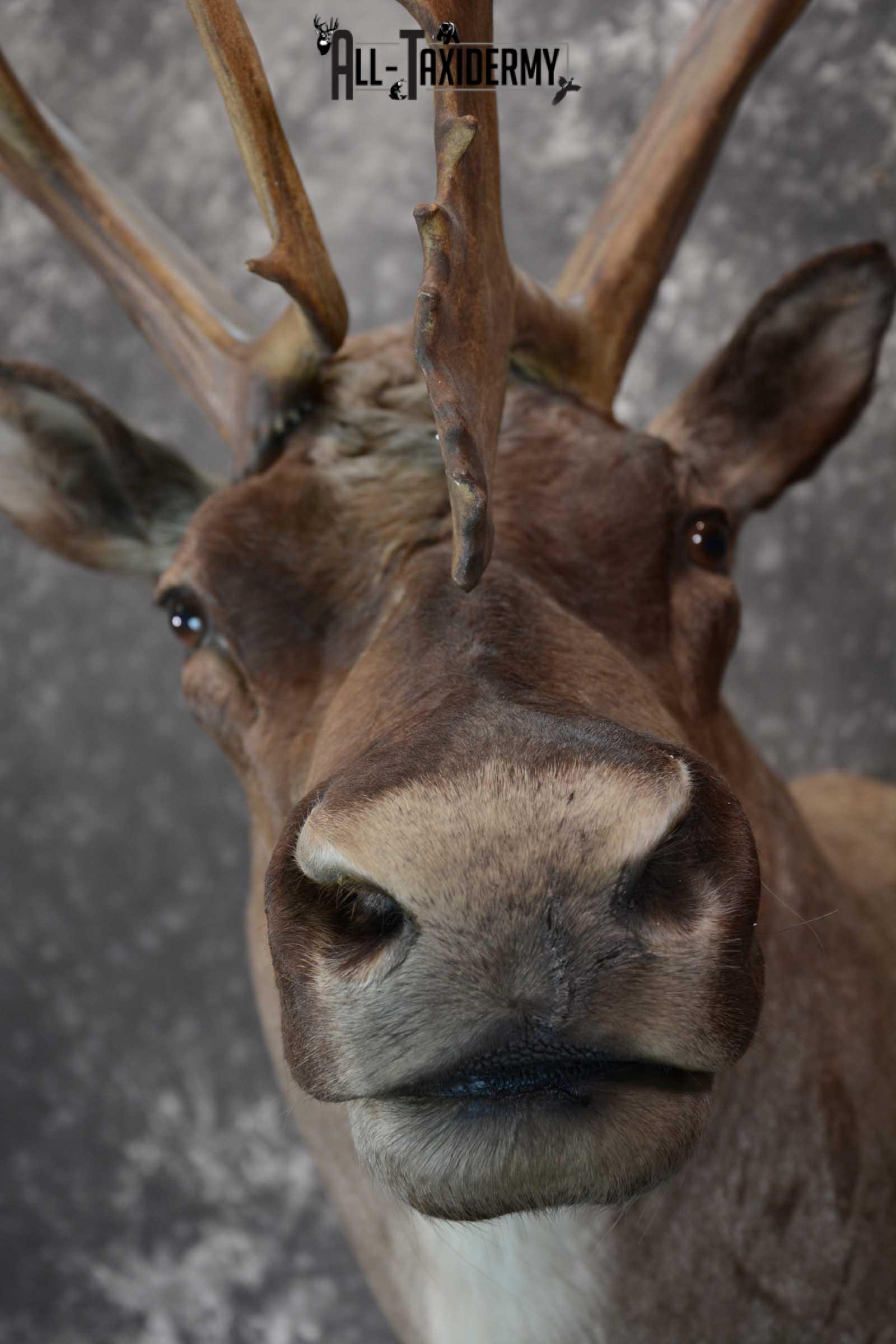 Barren-ground Caribou taxidermy shoulder mount for sale SKU 1625 - Image 2