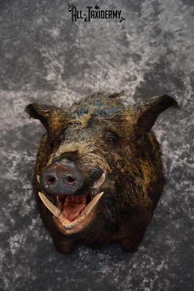 Razor Back Boar taxidermy shoulder mount for sale SKU 1626