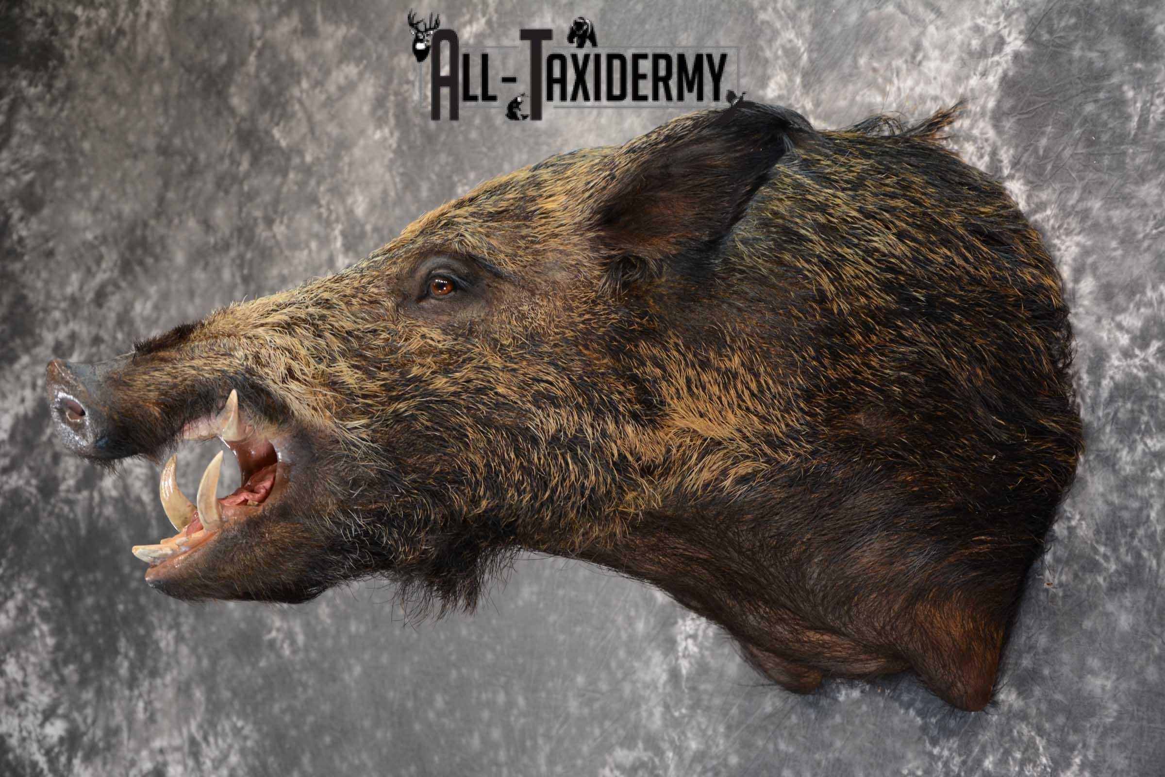 Razor Back Boar taxidermy shoulder mount for sale SKU 1626 - Image 4