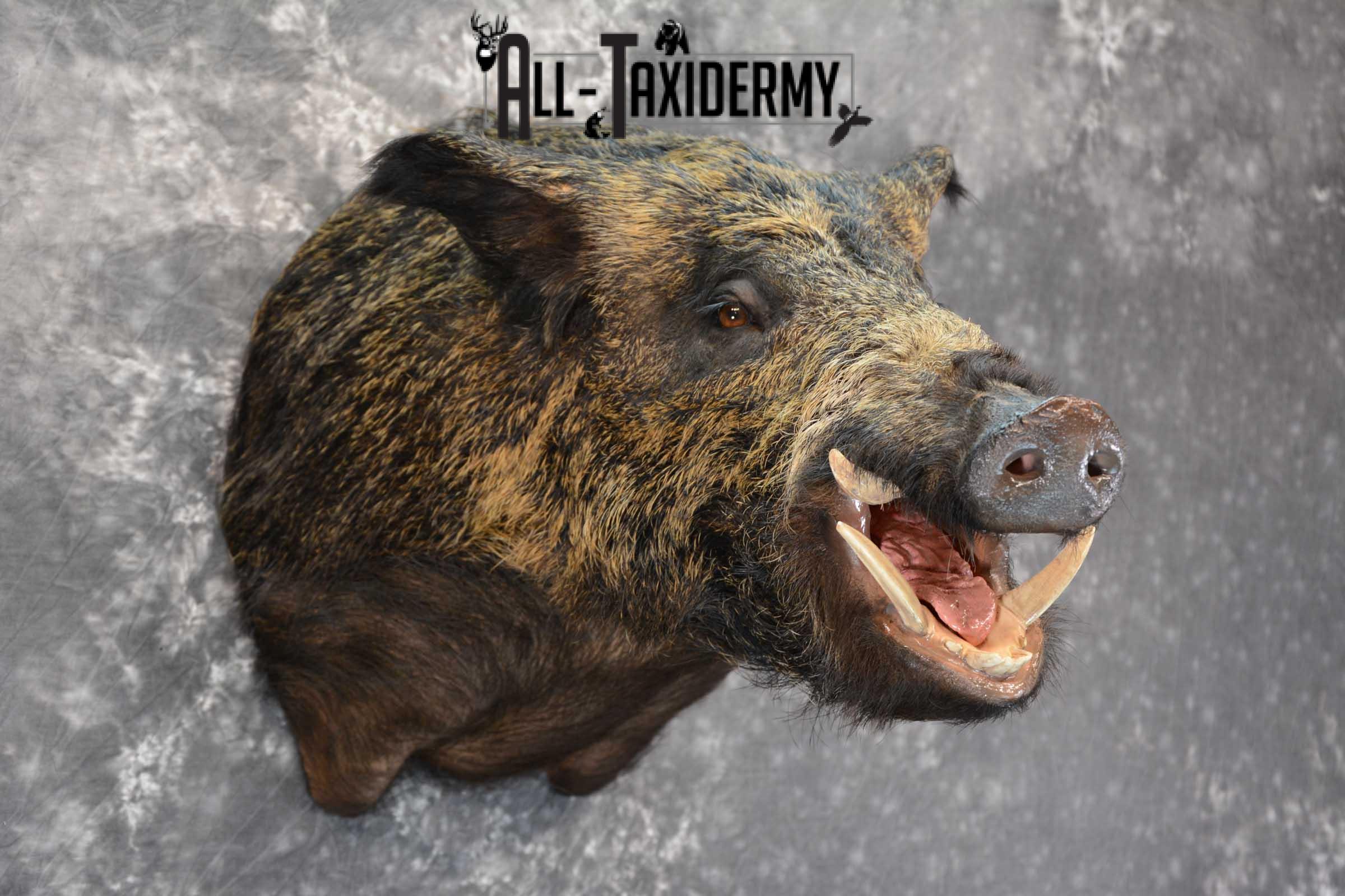 Razor Back Boar taxidermy shoulder mount for sale SKU 1626 - Image 3
