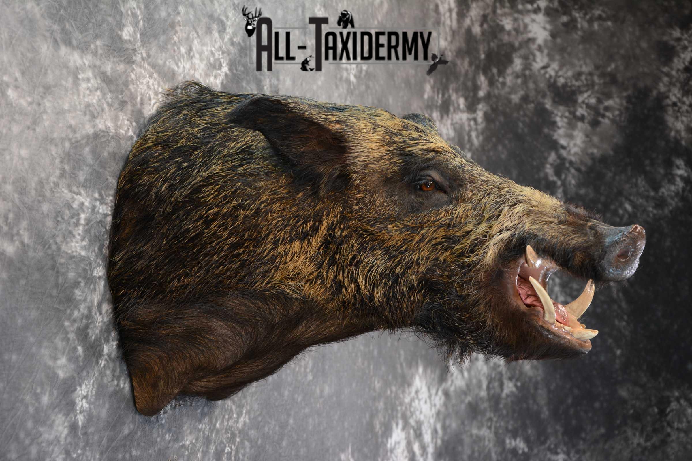 Razor Back Boar taxidermy shoulder mount for sale SKU 1626 - Image 2