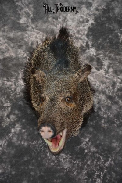 Javelina taxidermy shoulder mount for sale SKU 1627