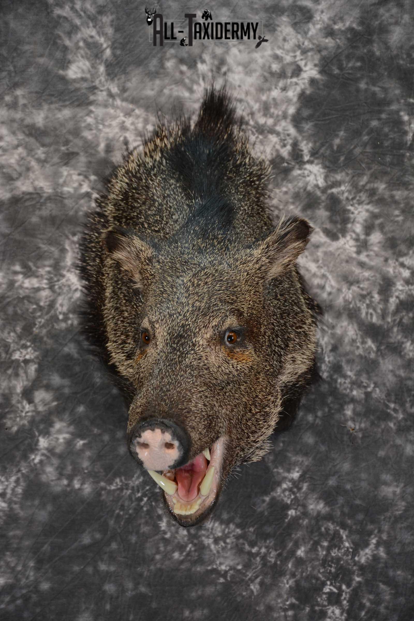 Javelina taxidermy shoulder mount for sale SKU 1627